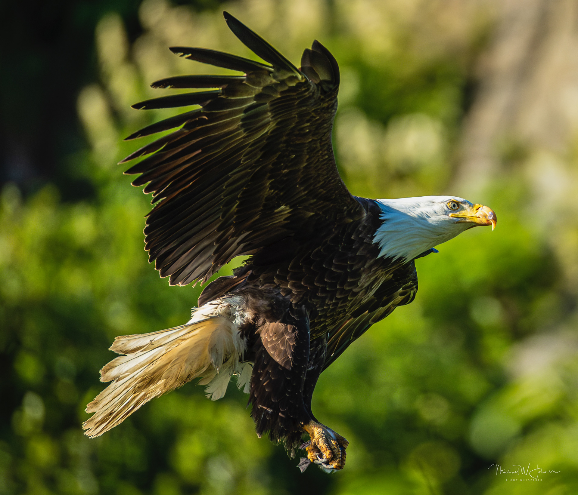 Bald Eagle