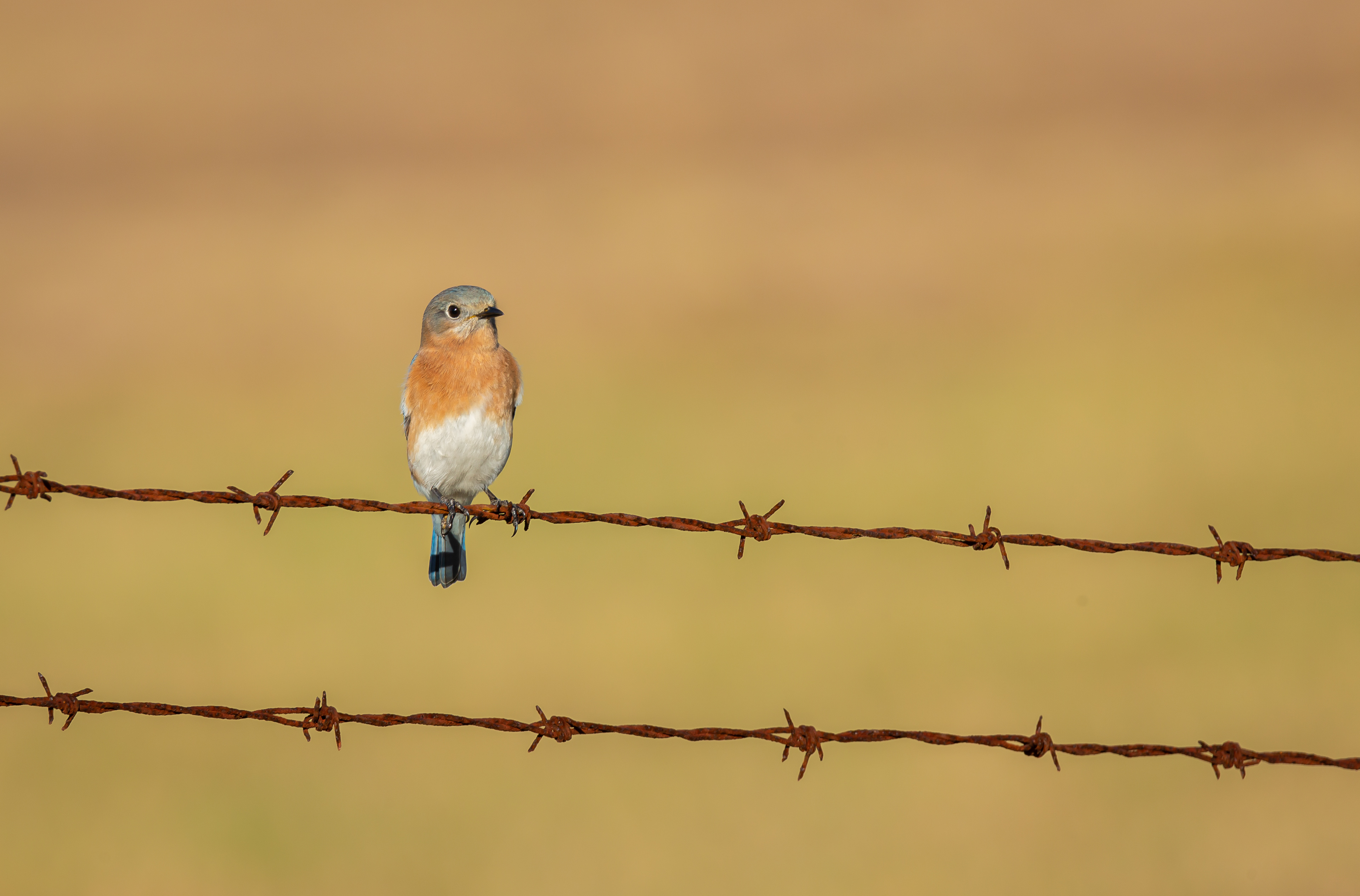 Eastern Bluebird