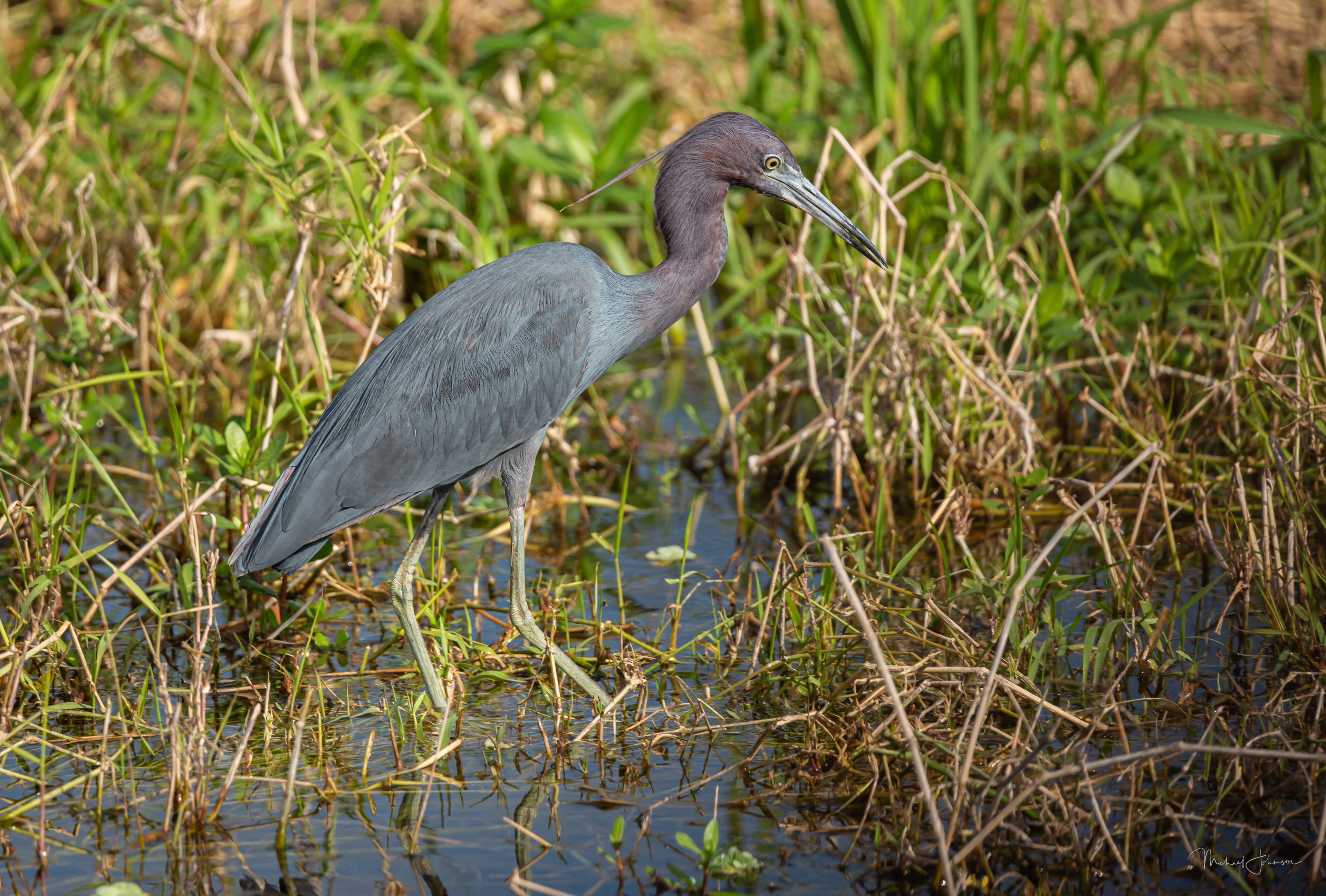 Little Blue Heron