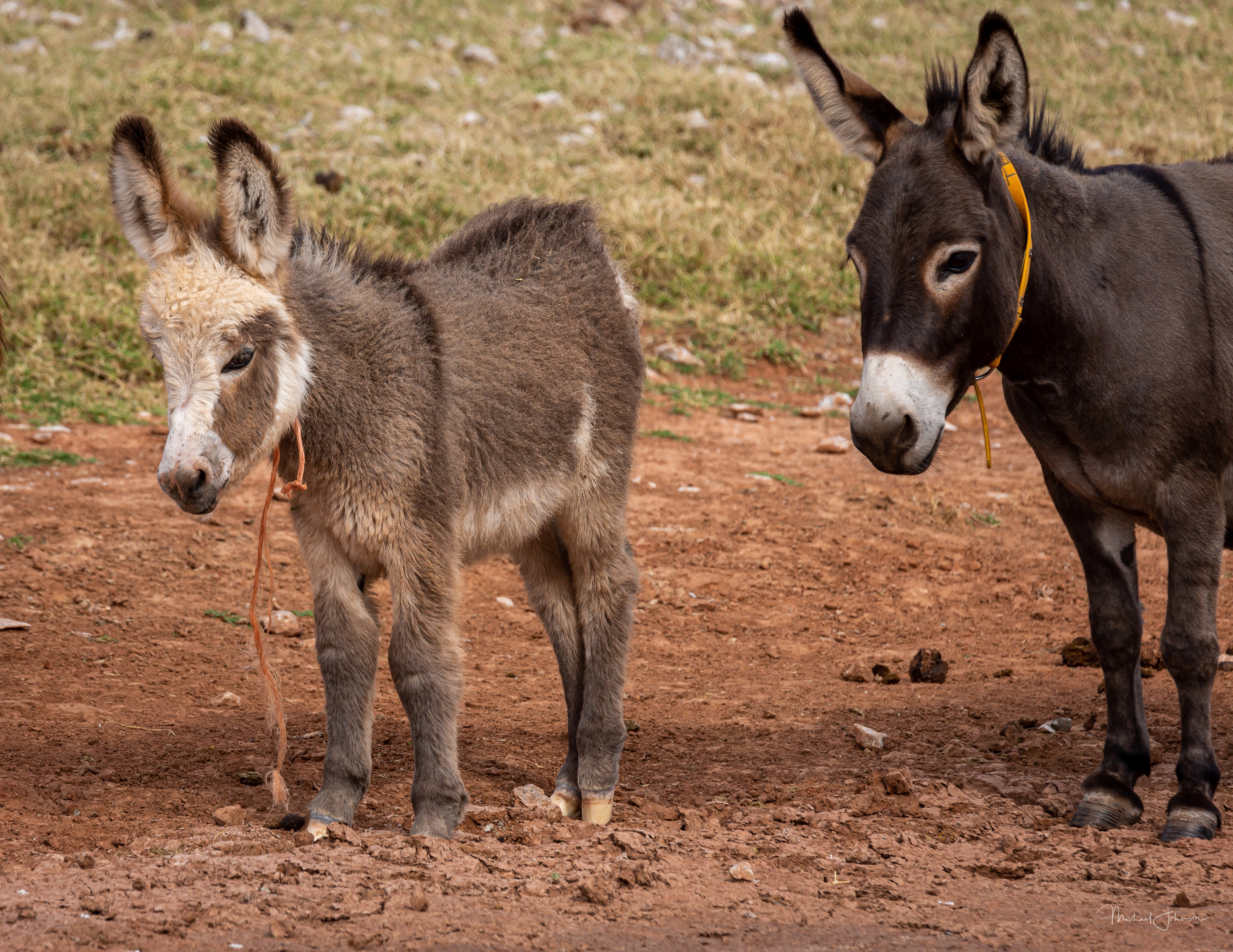Donkeys