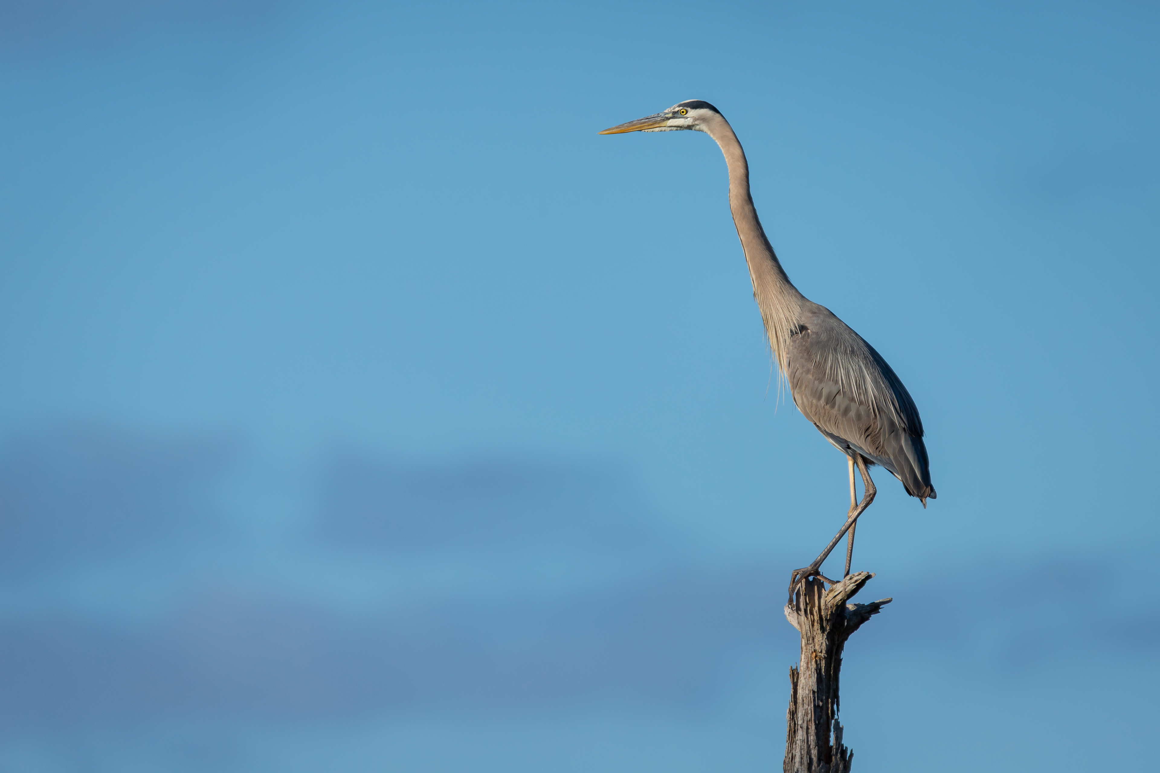 Great Blue Heron