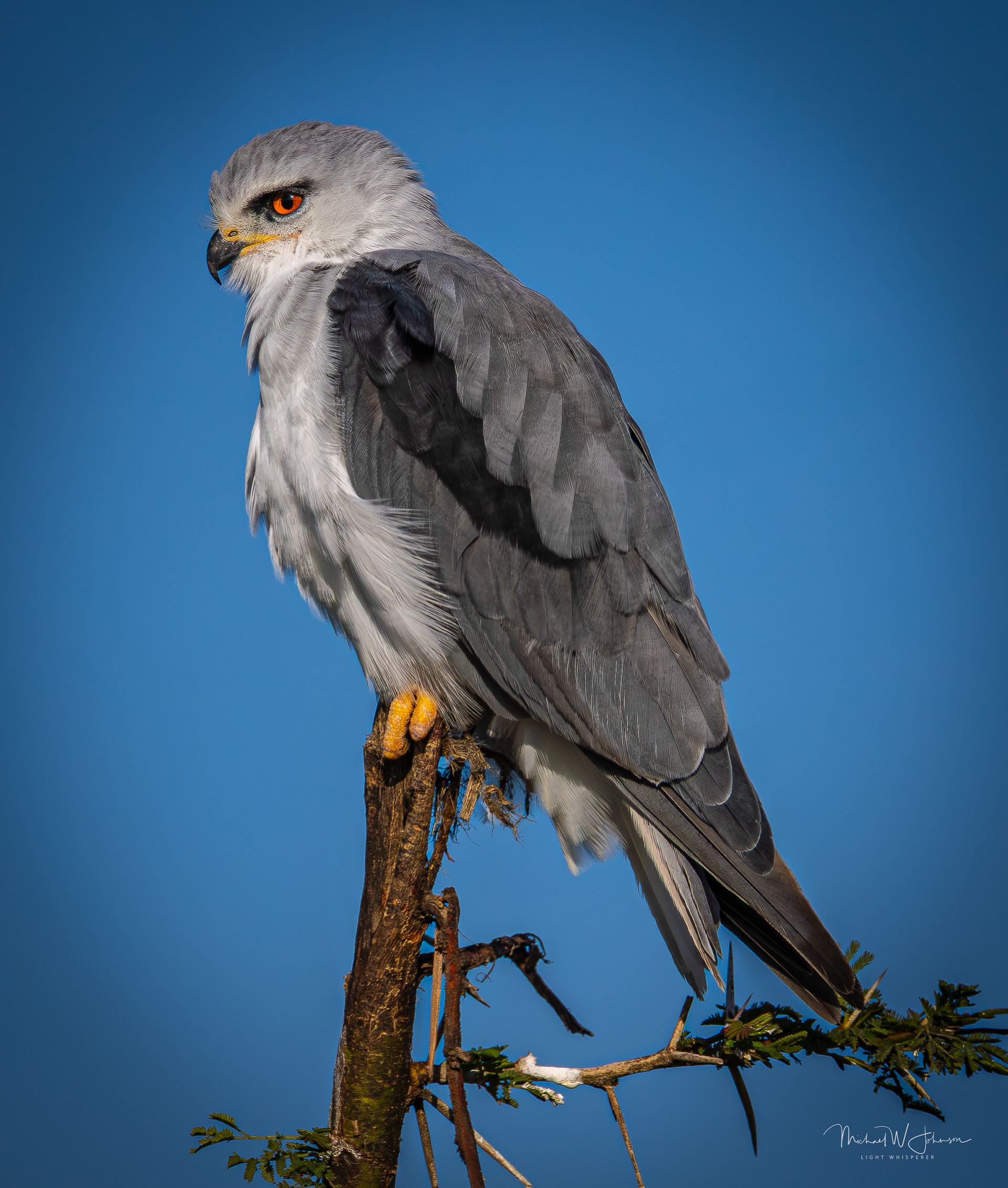 Black-winged Kite