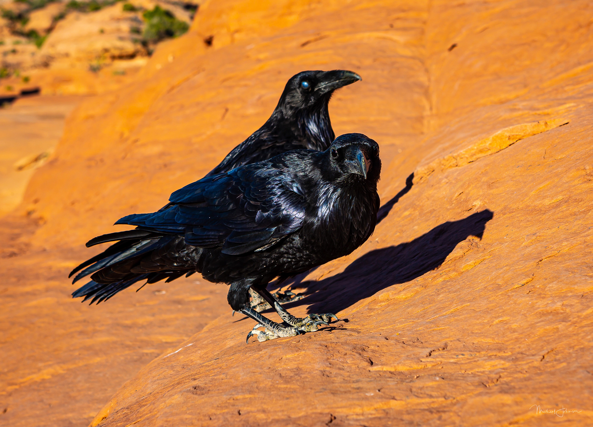Arches National Park - Delicate Arch - Ravens