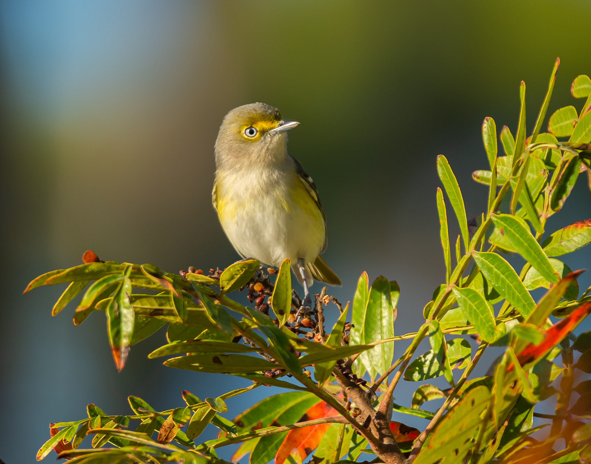 2020 March 14-17    The Photography Show   - Birmingham, UK     White-Eyed!