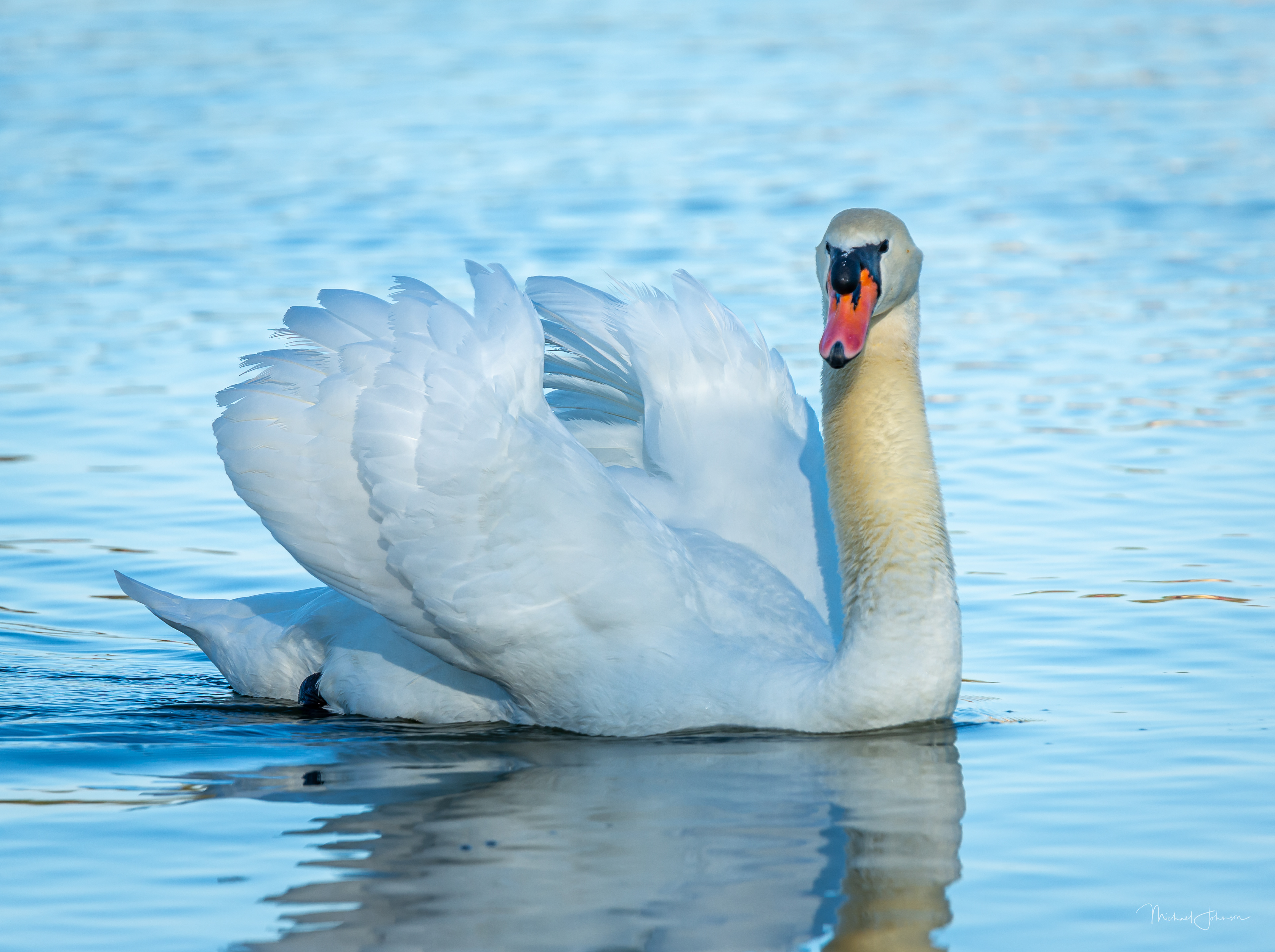 Mute Swan