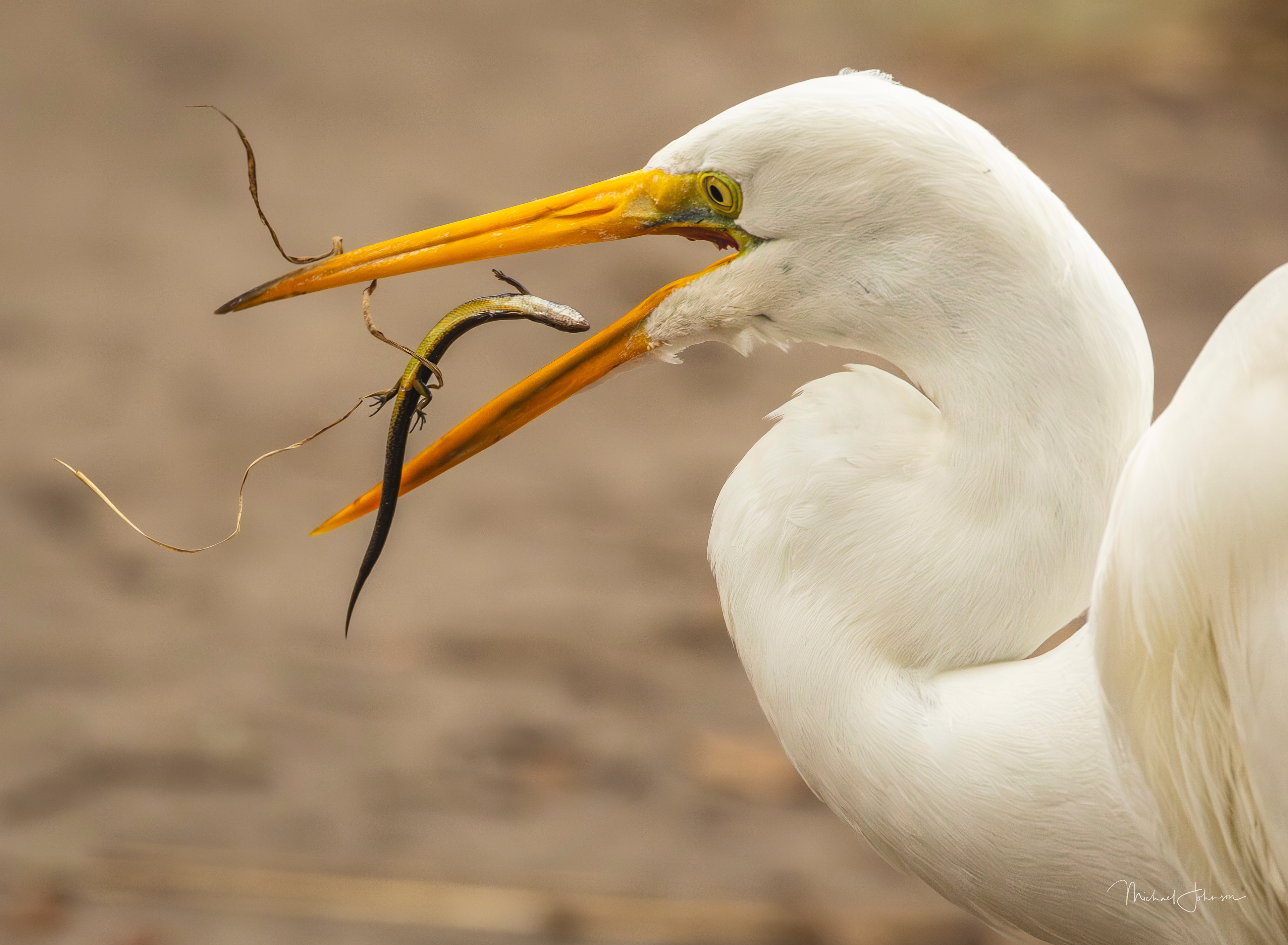 Great Egret