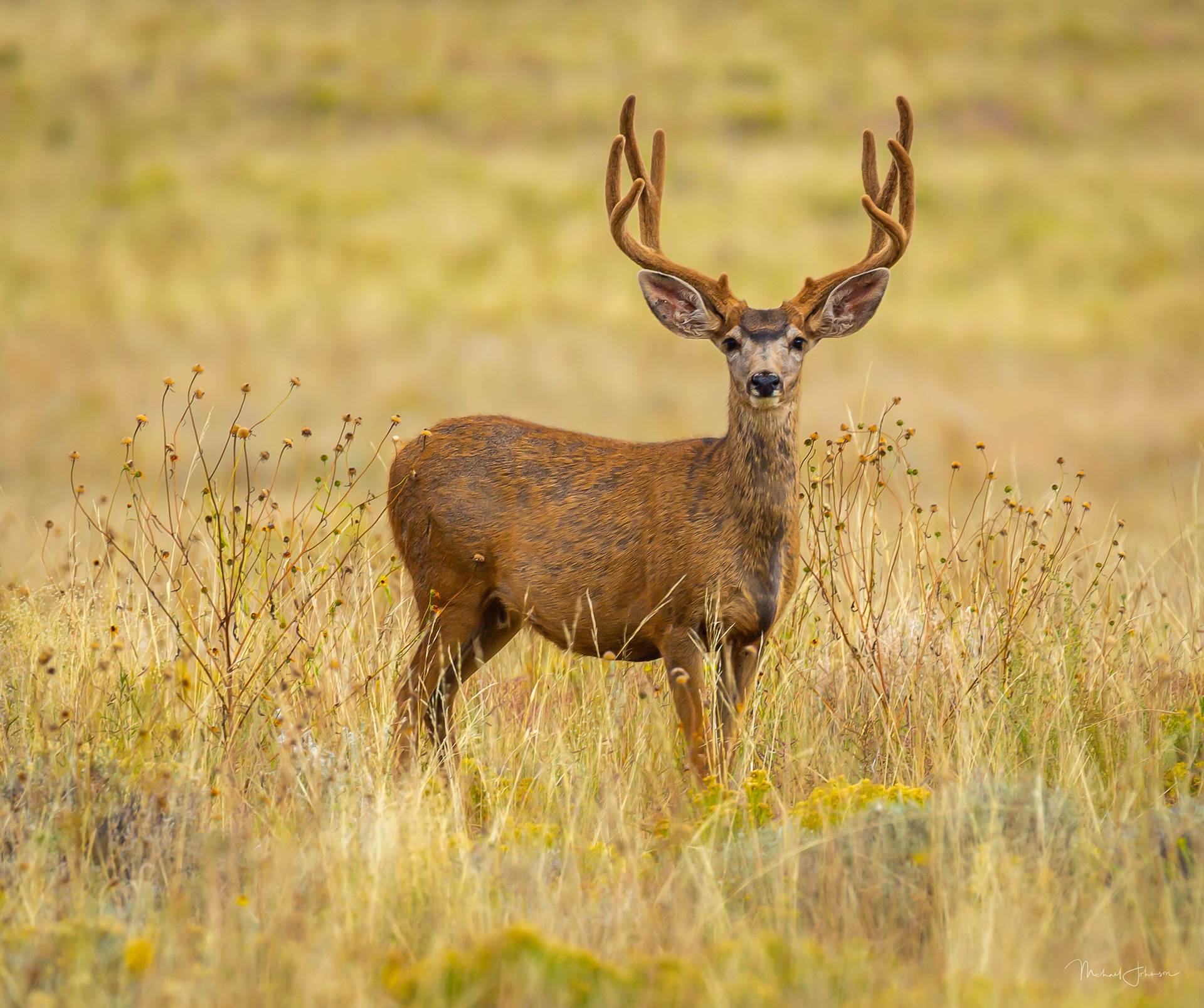 Mule Deer