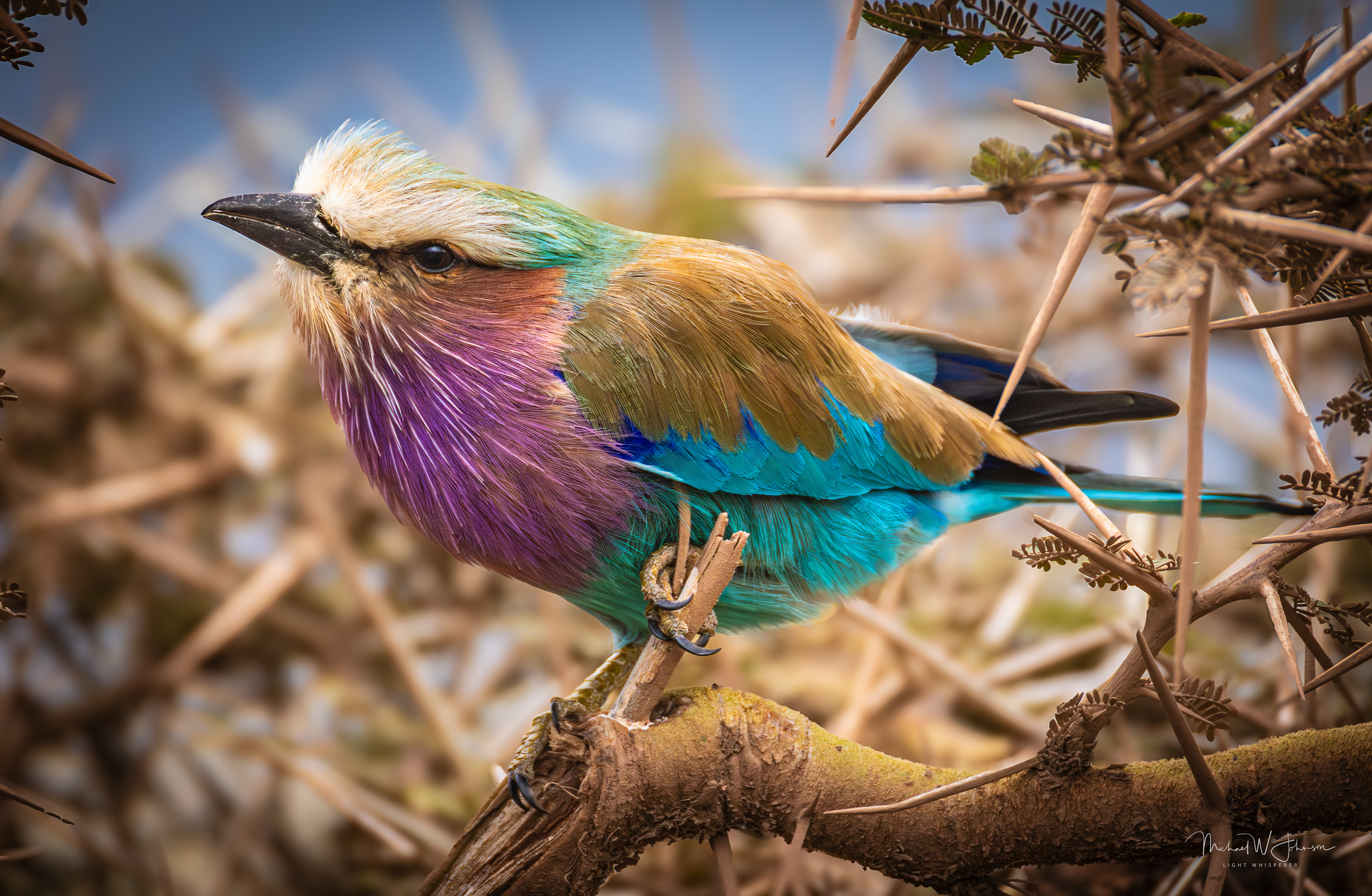 Lilac-breasted Roller
