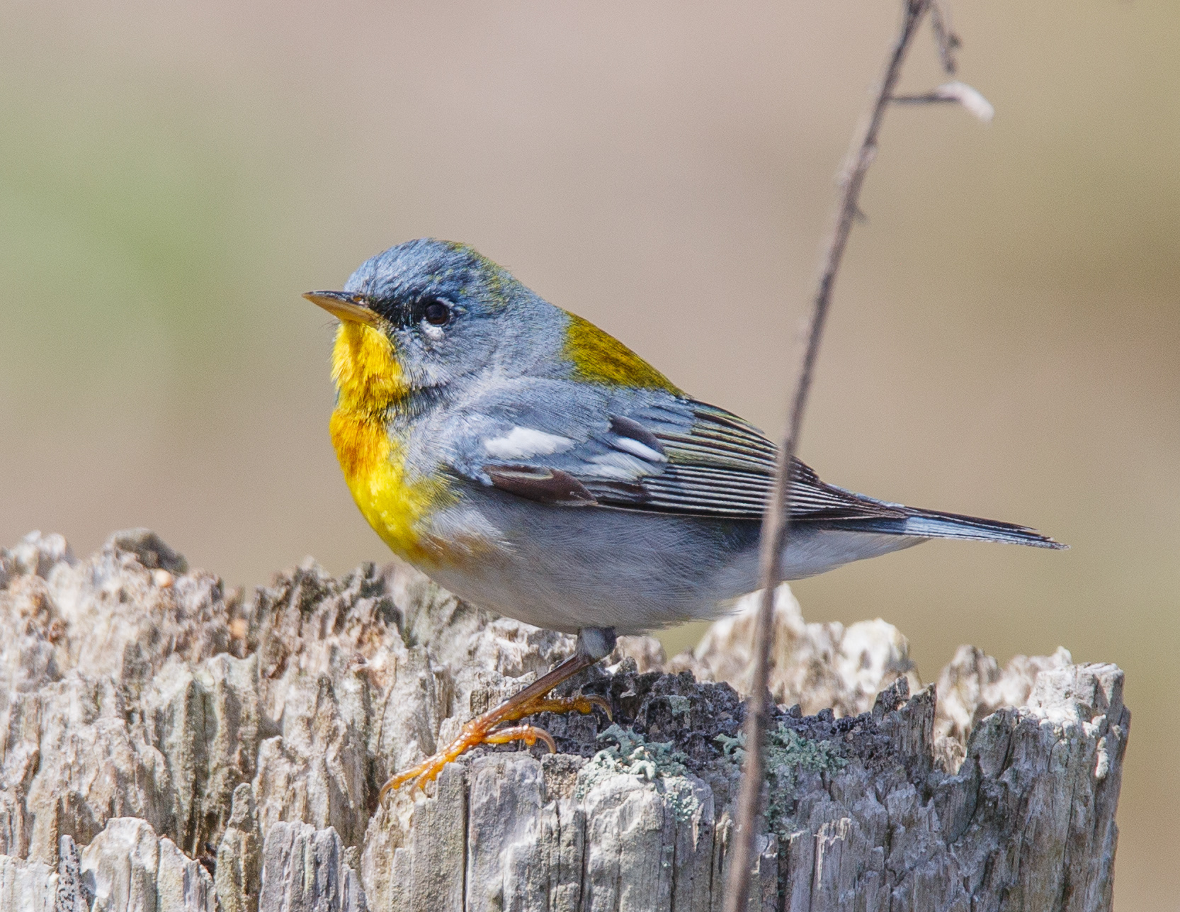 Parula Warbler