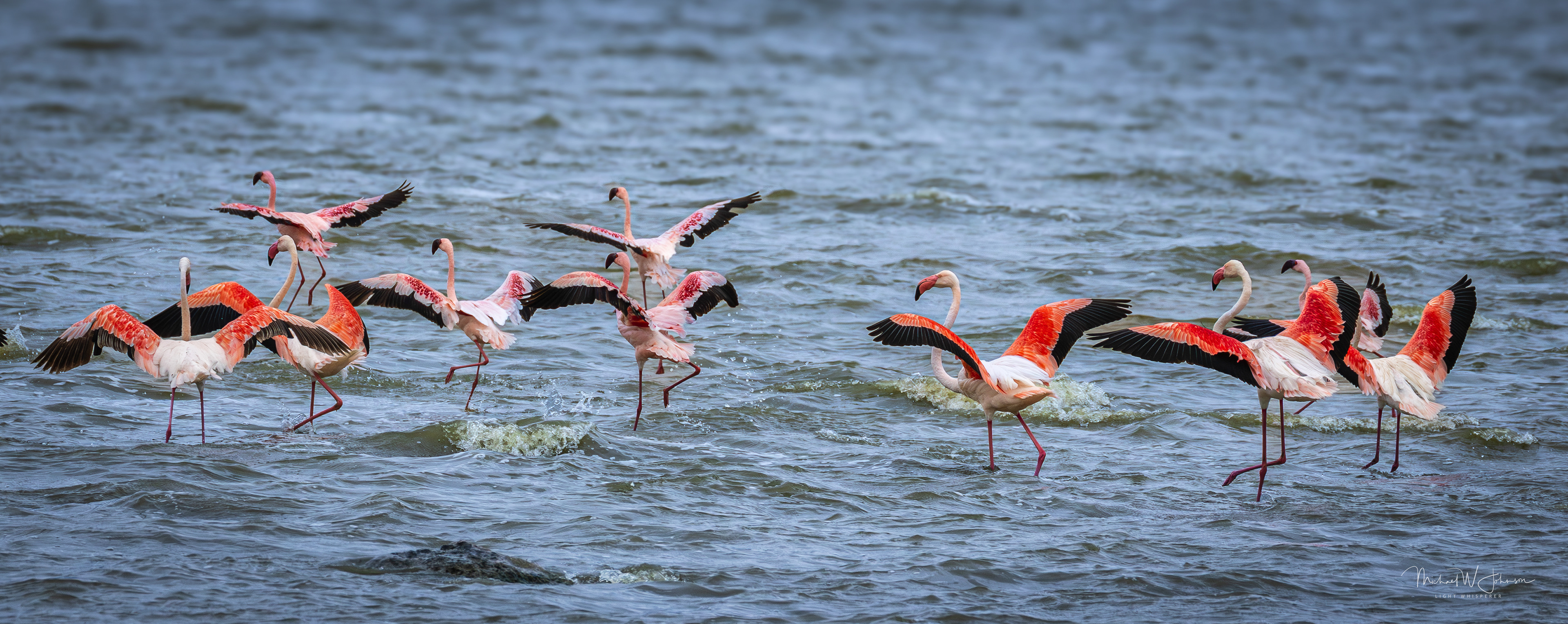 Lesser and Greater Flamingoes
