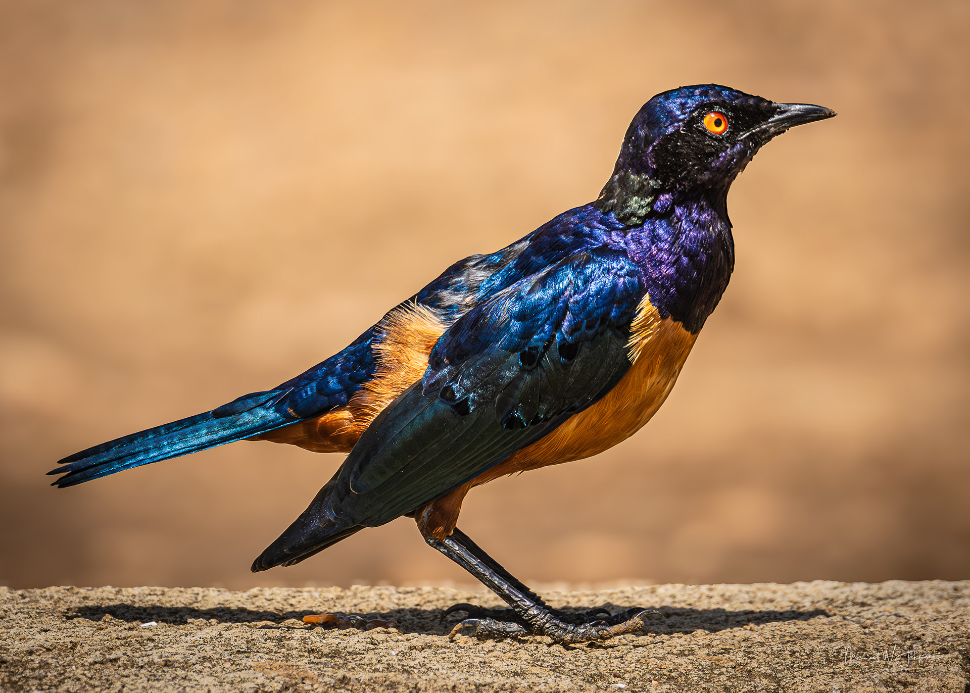 Shelley's Starling