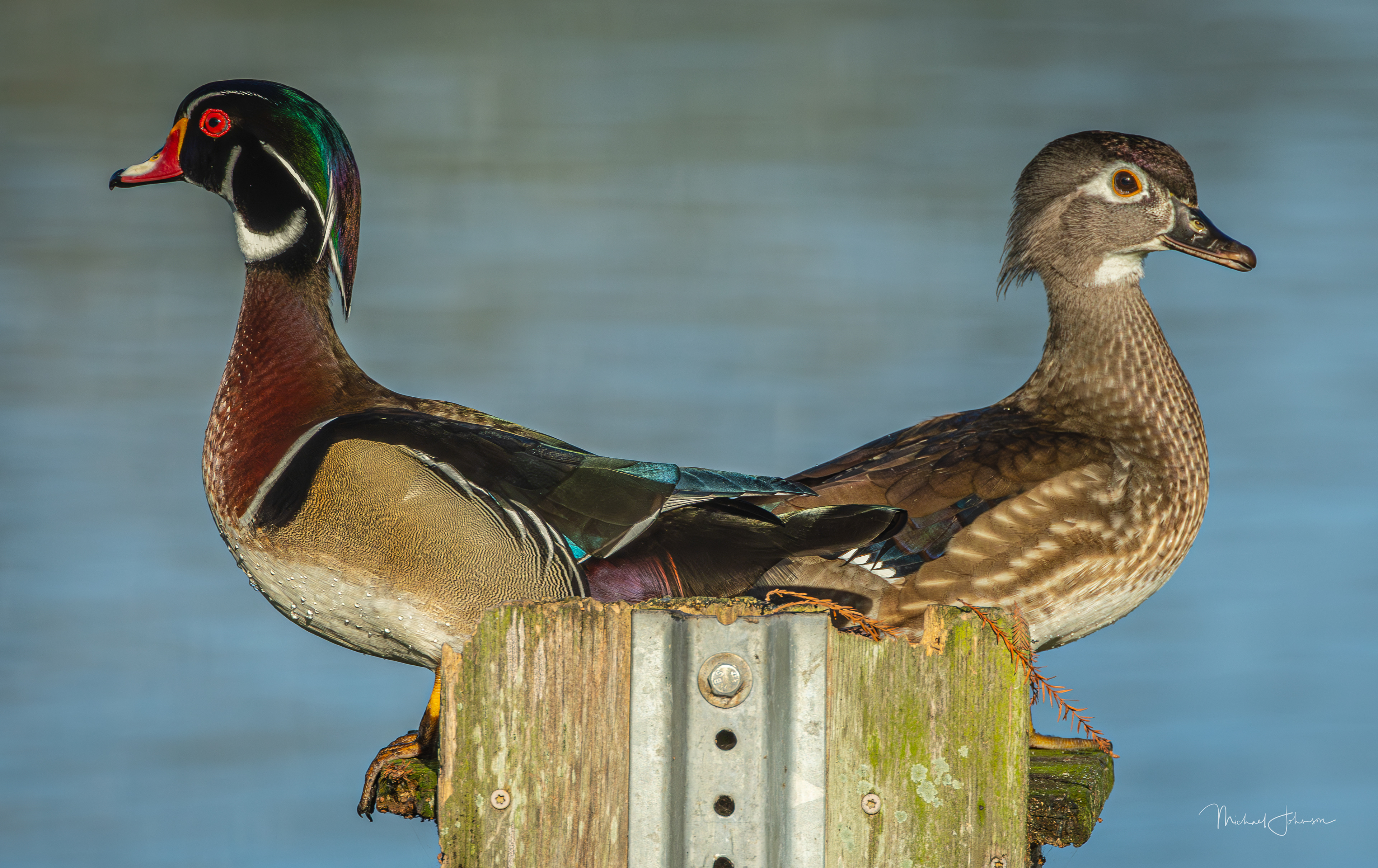Wood Ducks