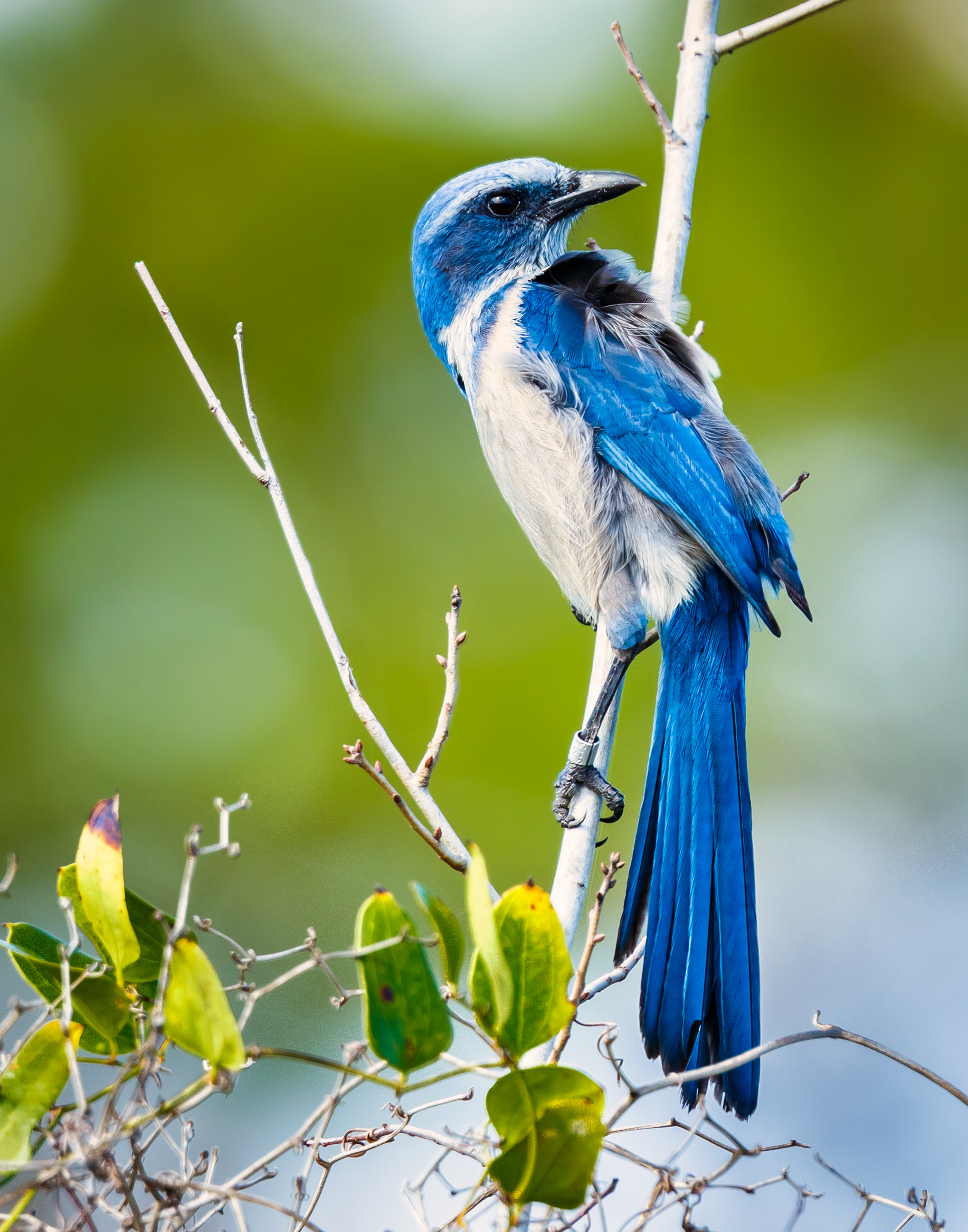 Florida Scrub-Jay