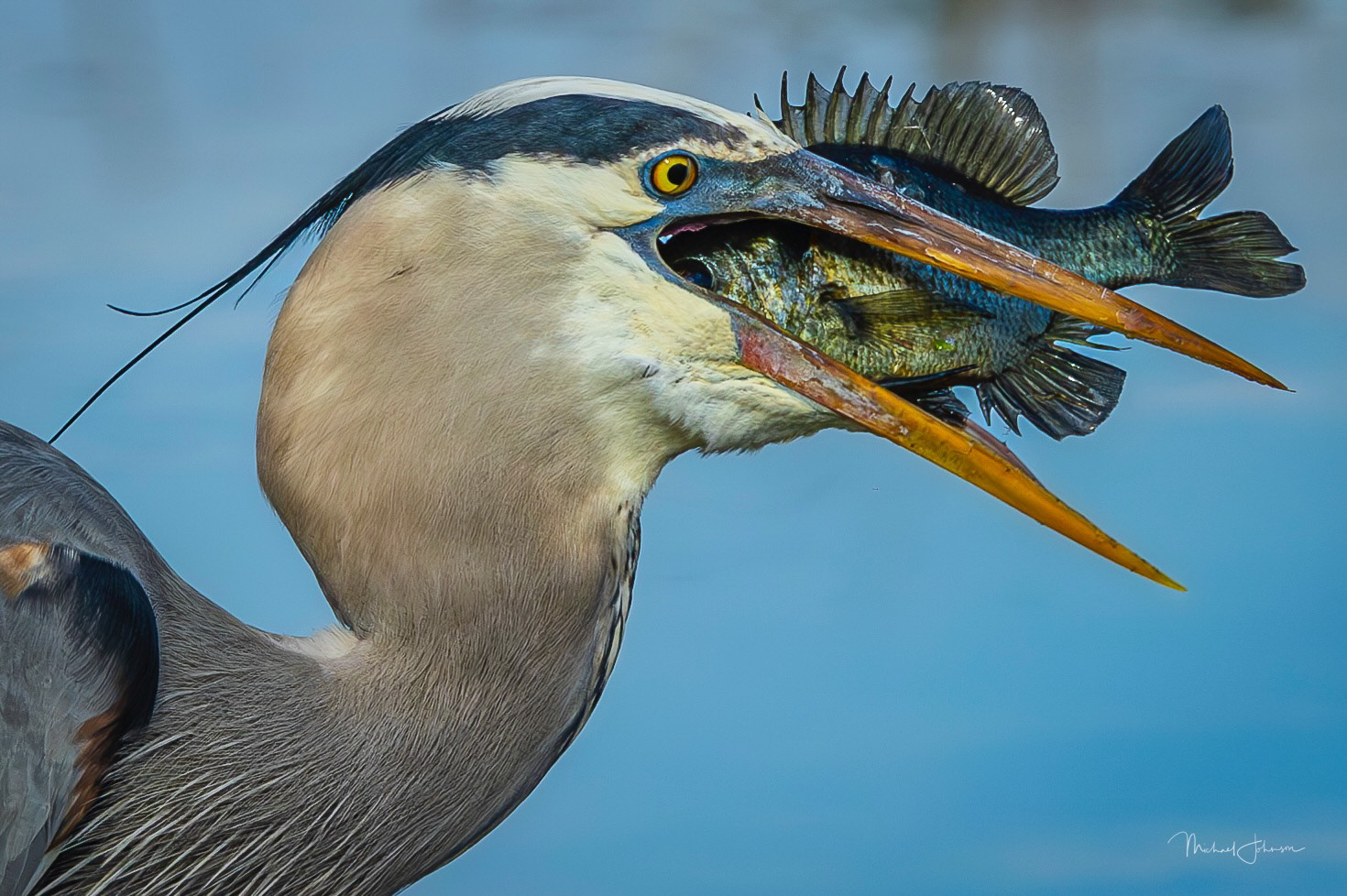 Great Blue Heron