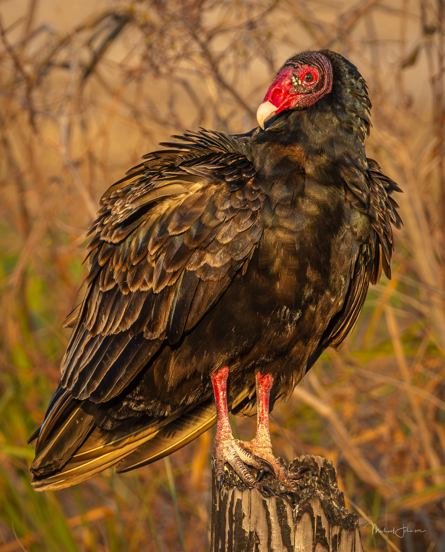 Turkey Vulture