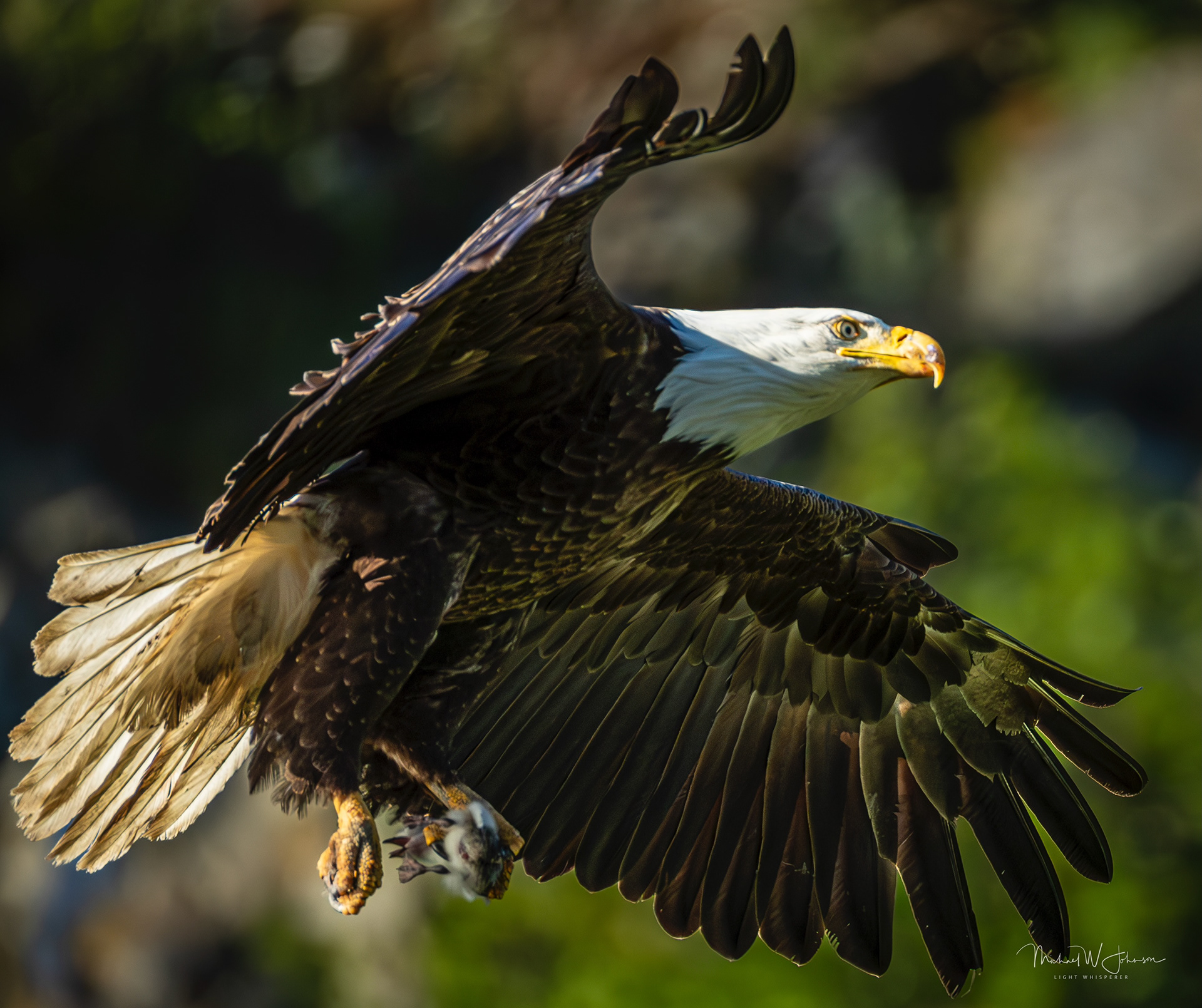 Bald Eagle