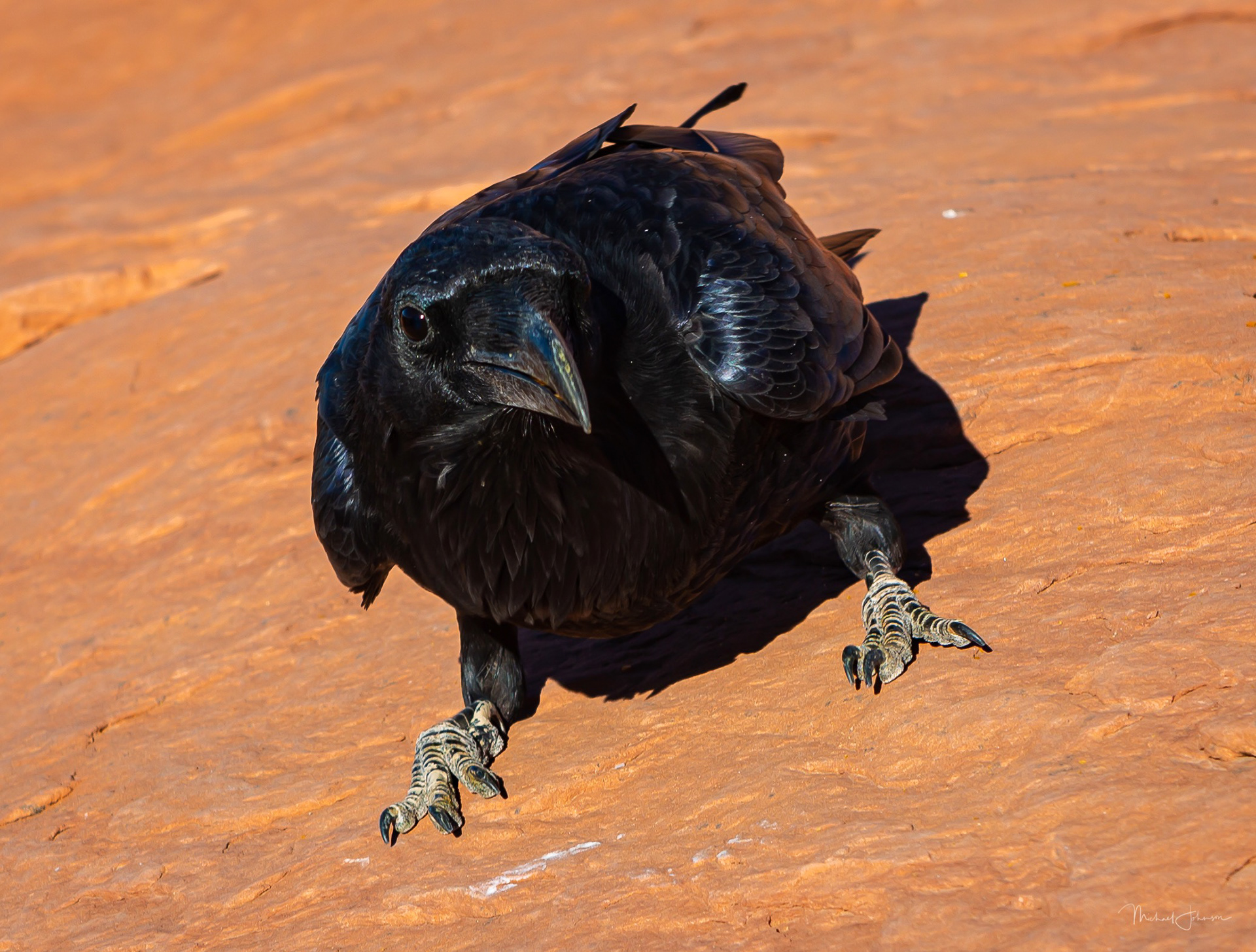 Arches National Park - Delicate Arch - Raven