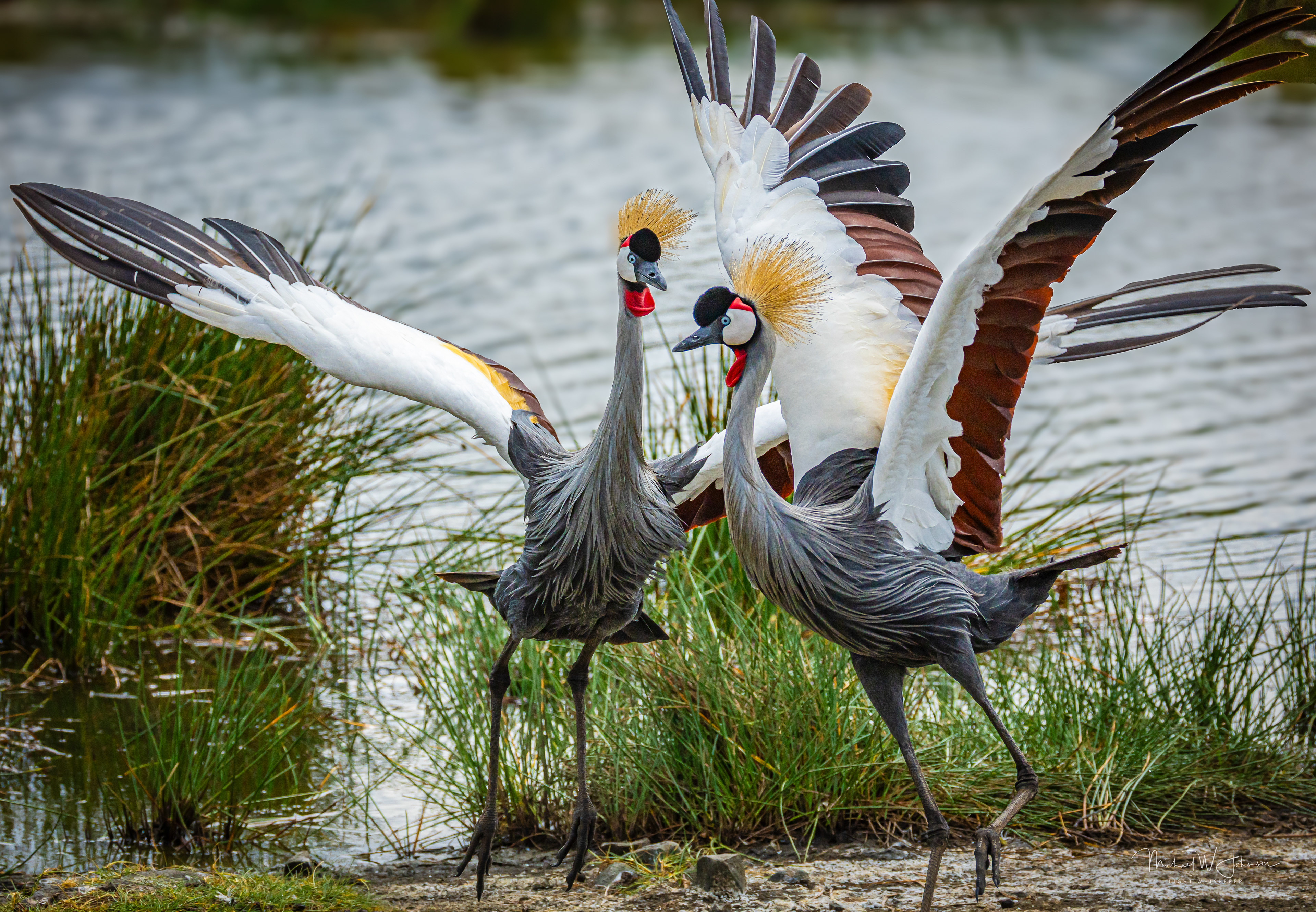 Gray-crowned Cranes