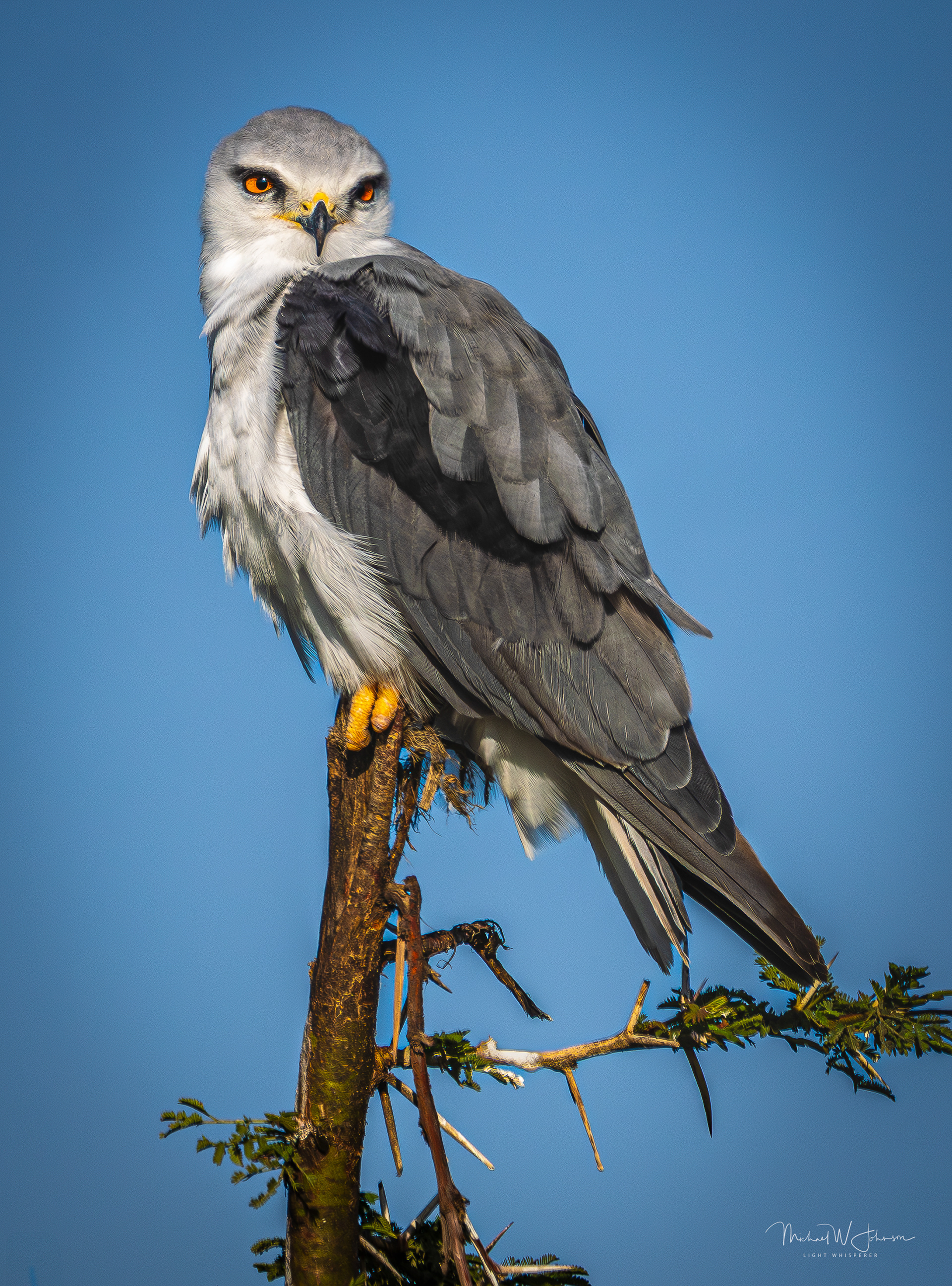 Black-winged Kite