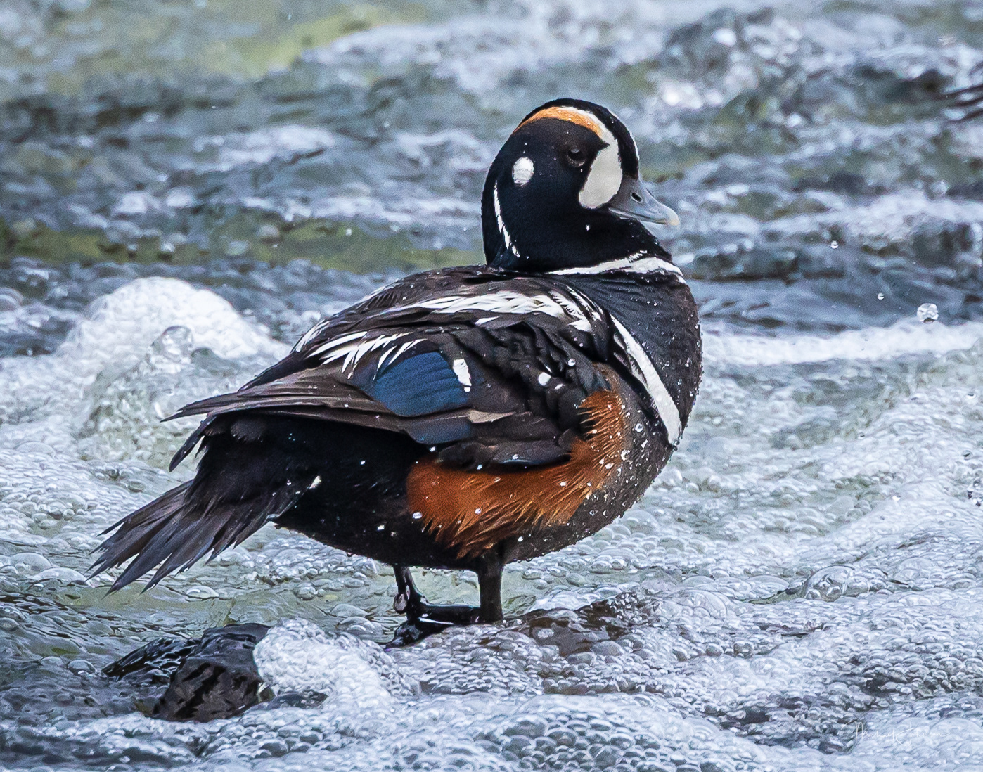 Harlequin Duck