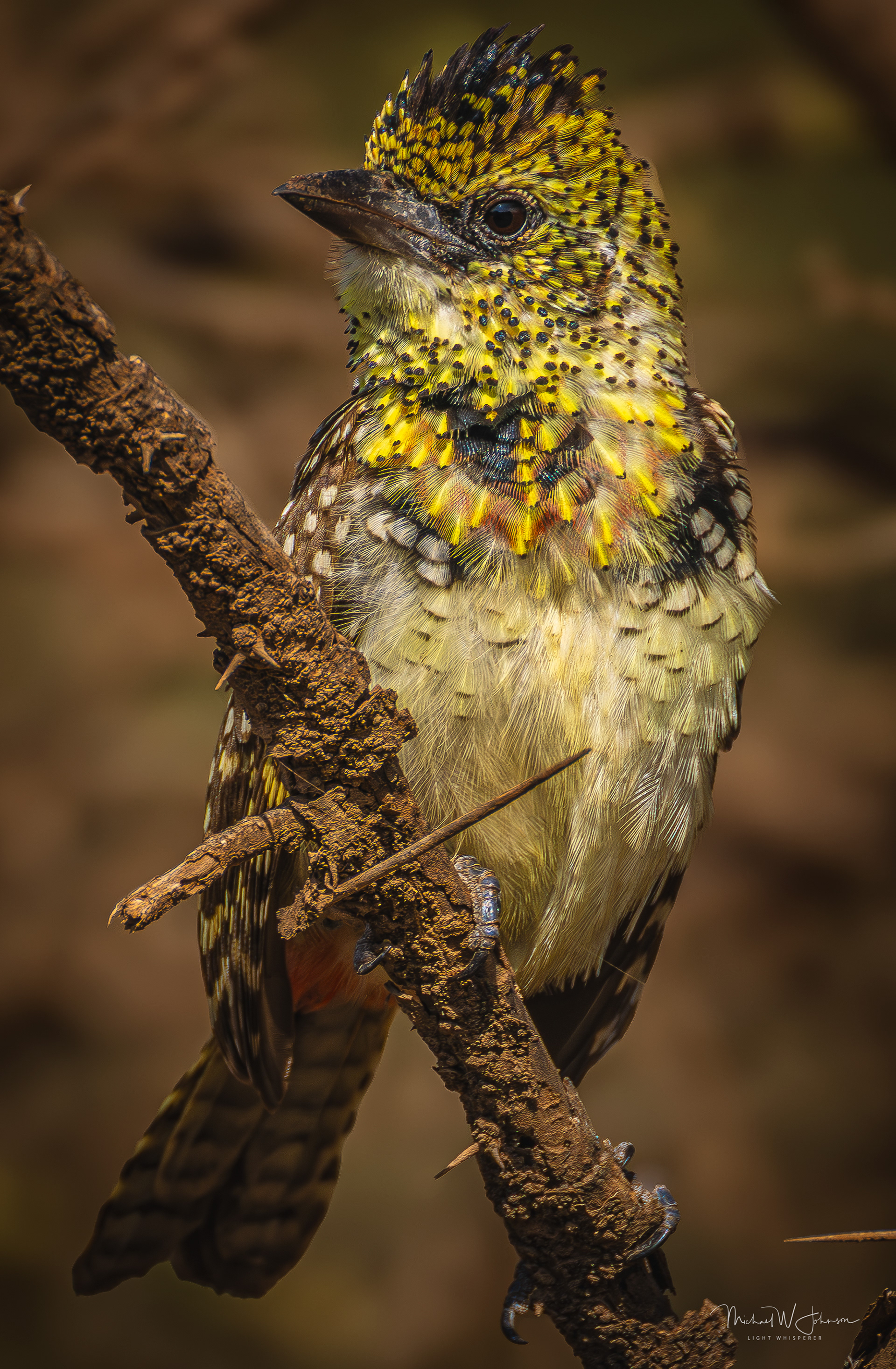 D'Arnaud's Barbet