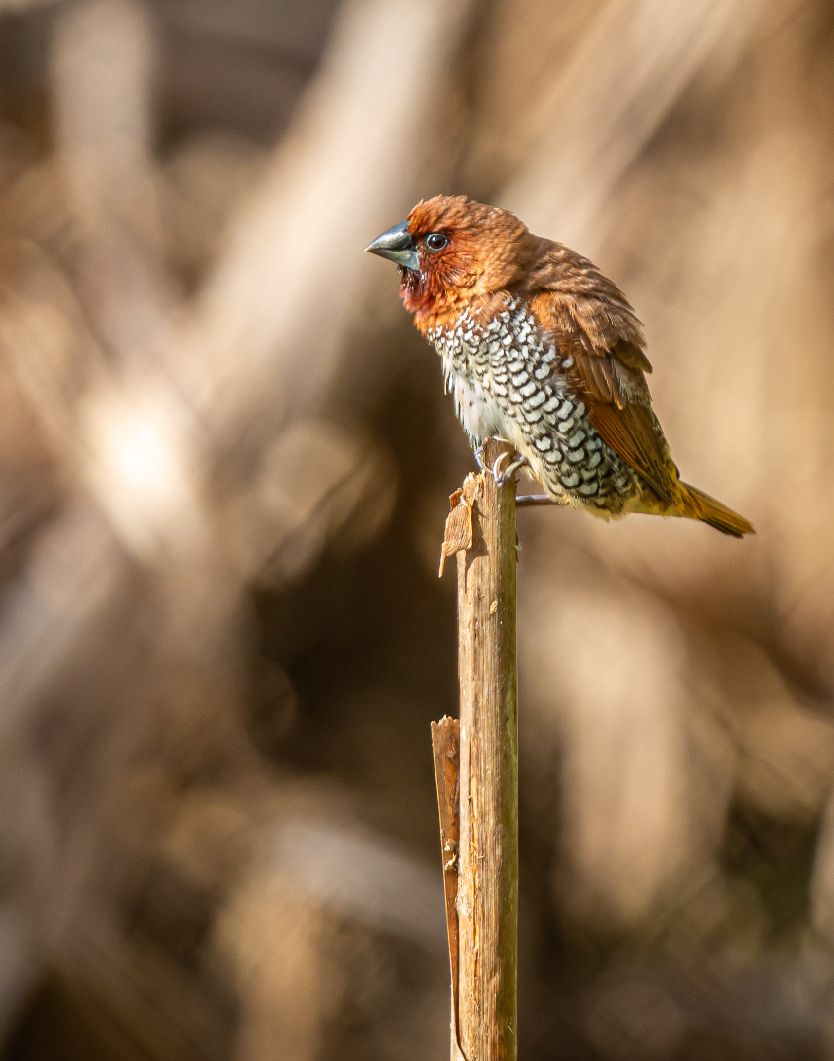 Scaly-breasted Munia