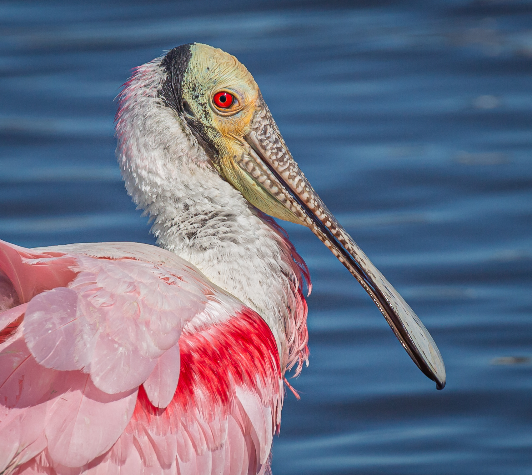 Roseate Spoonbill
