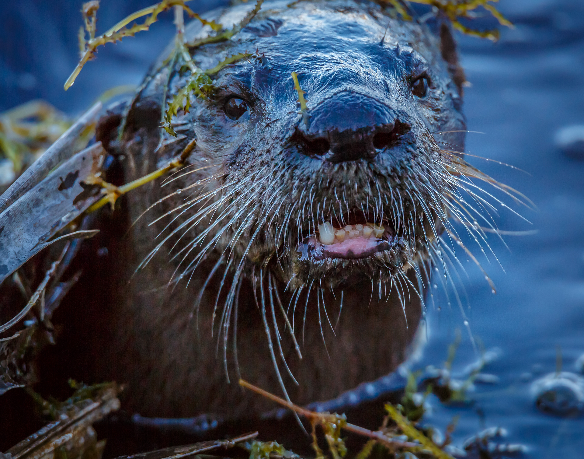 River Otter