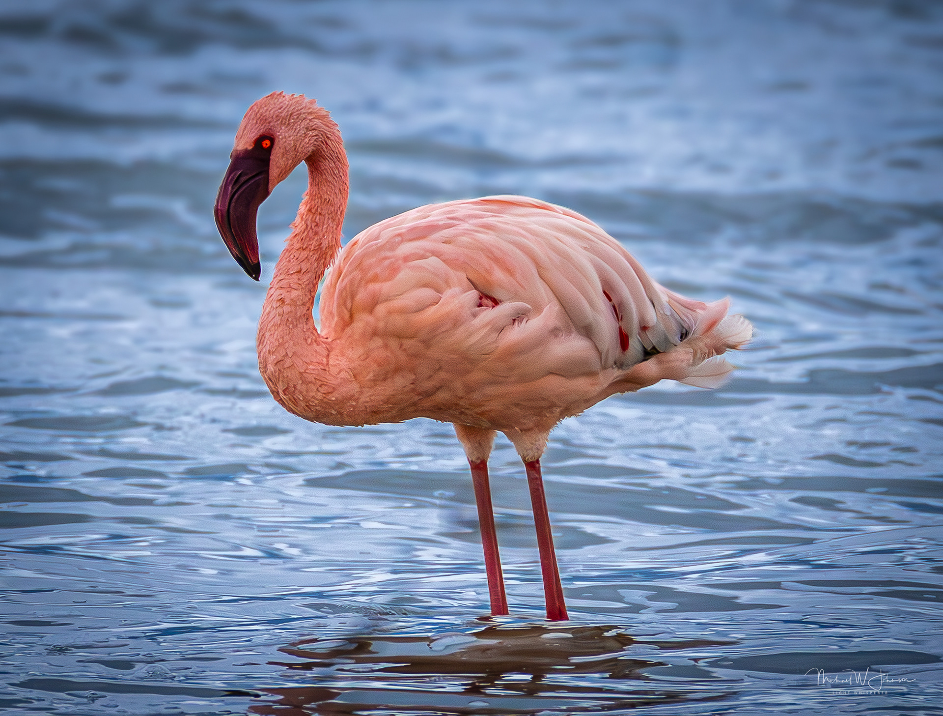 Lesser Flamingo