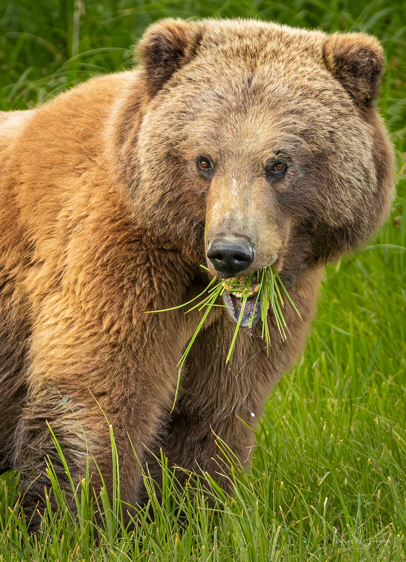 Brown Bear - Big Sow