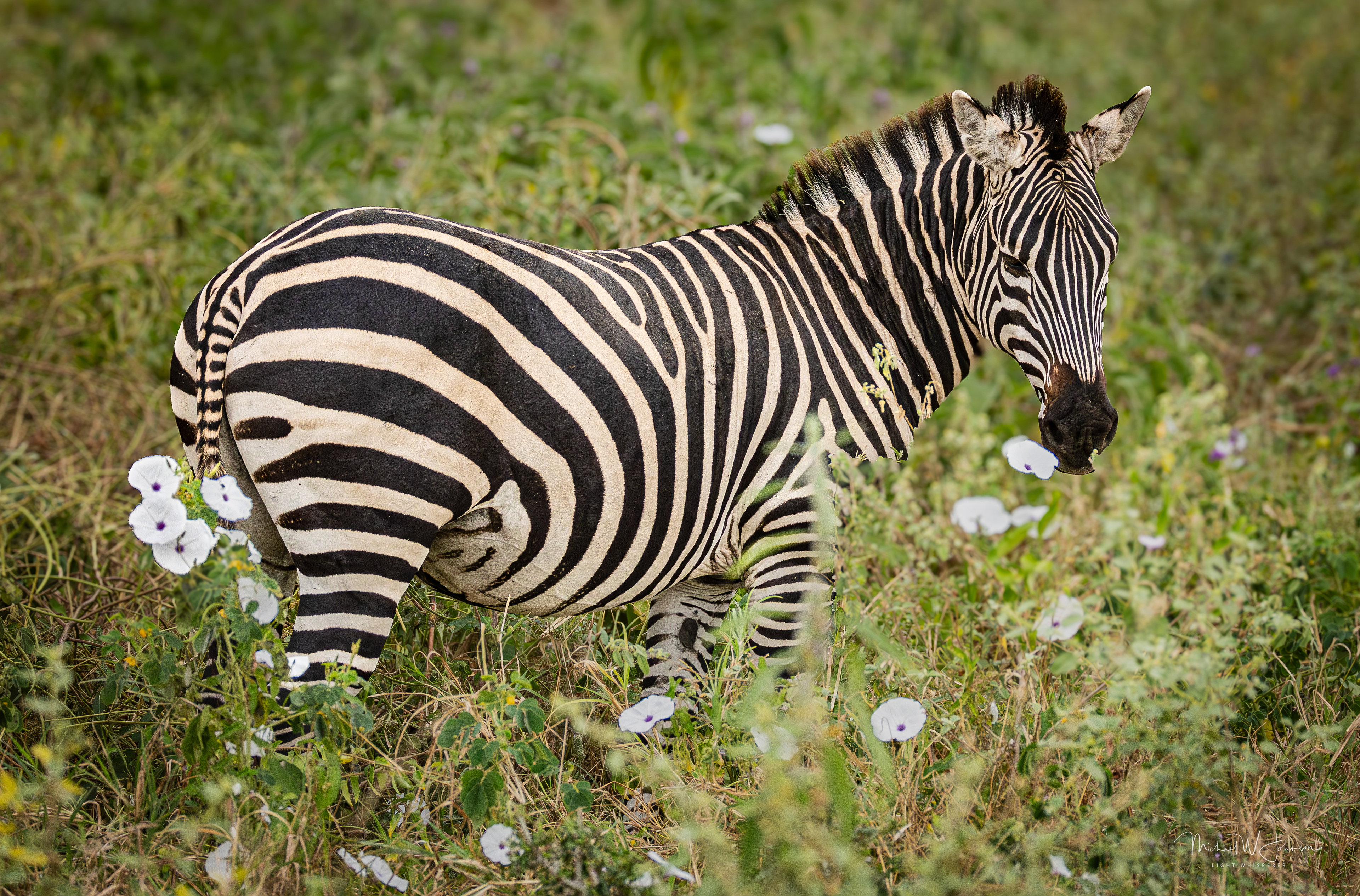 Zebra