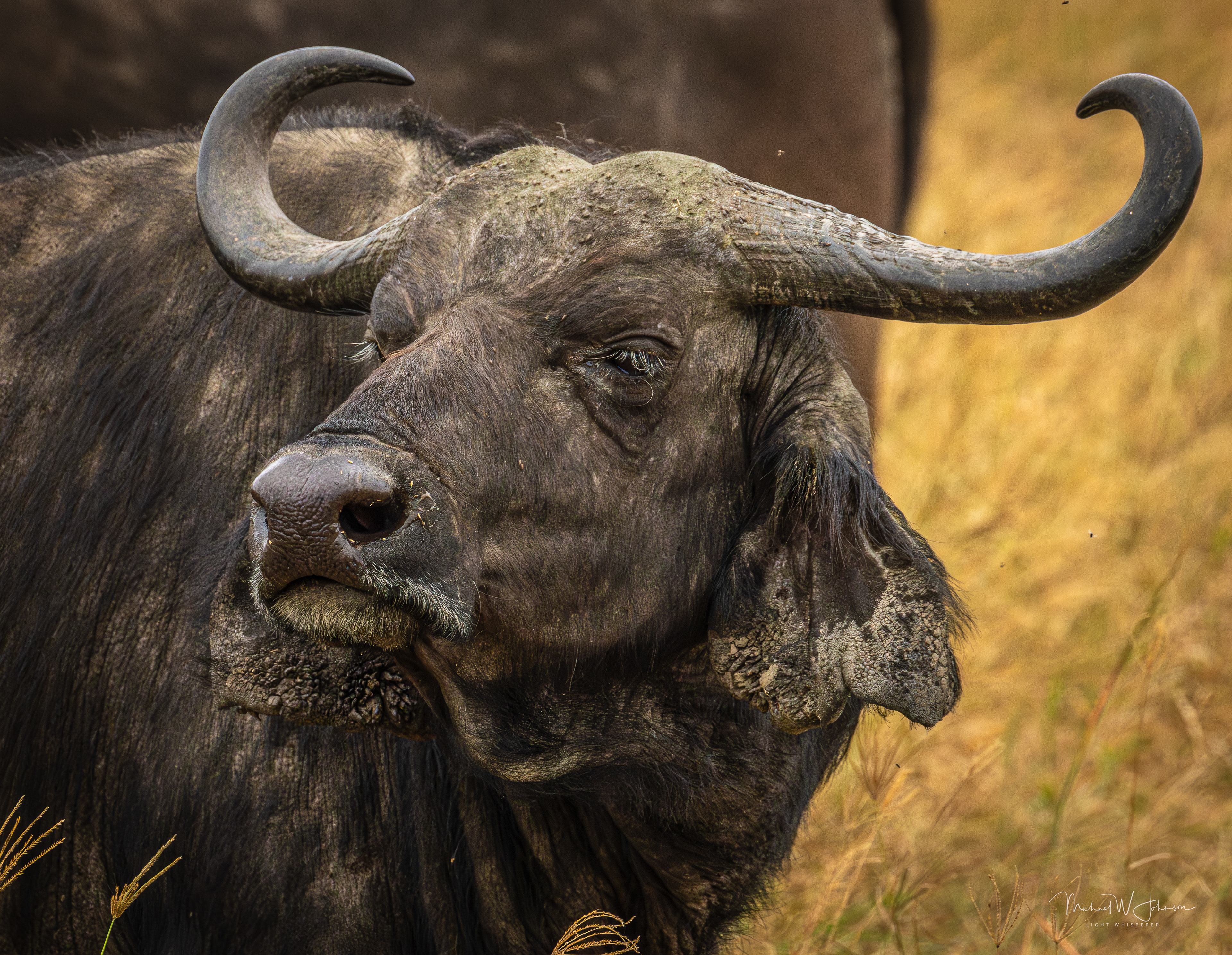 Cape Buffalo