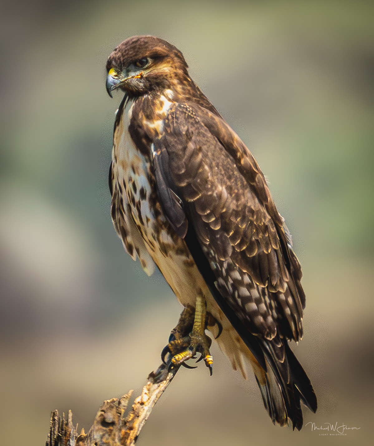 Common Buzzard