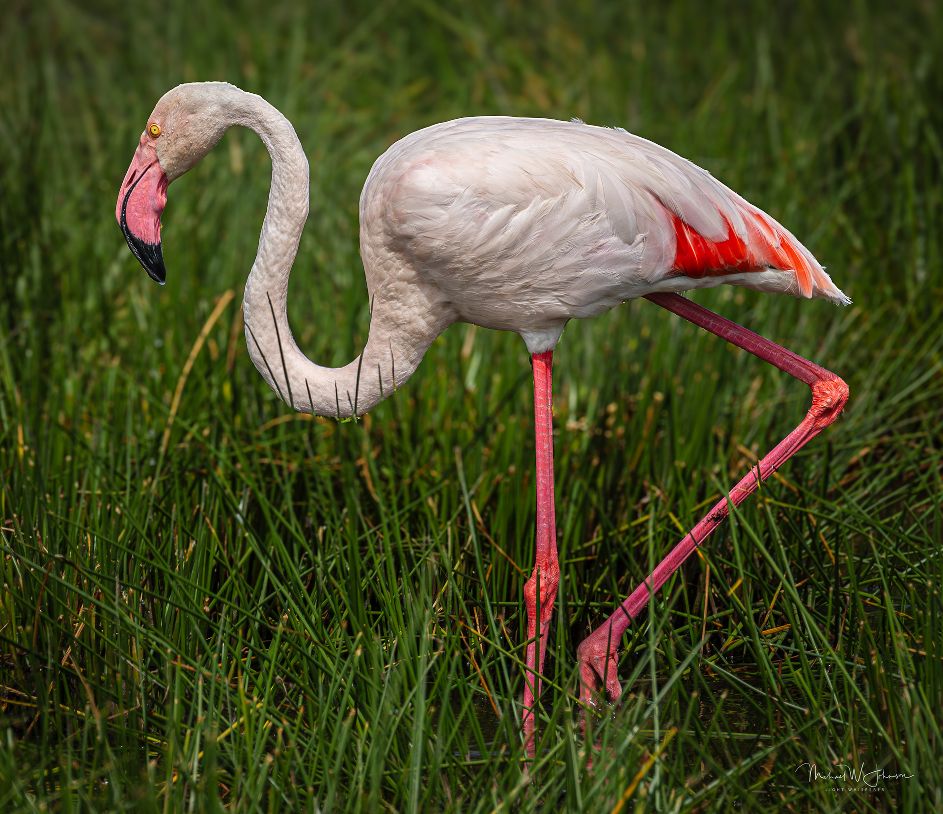 Greater Flamingo