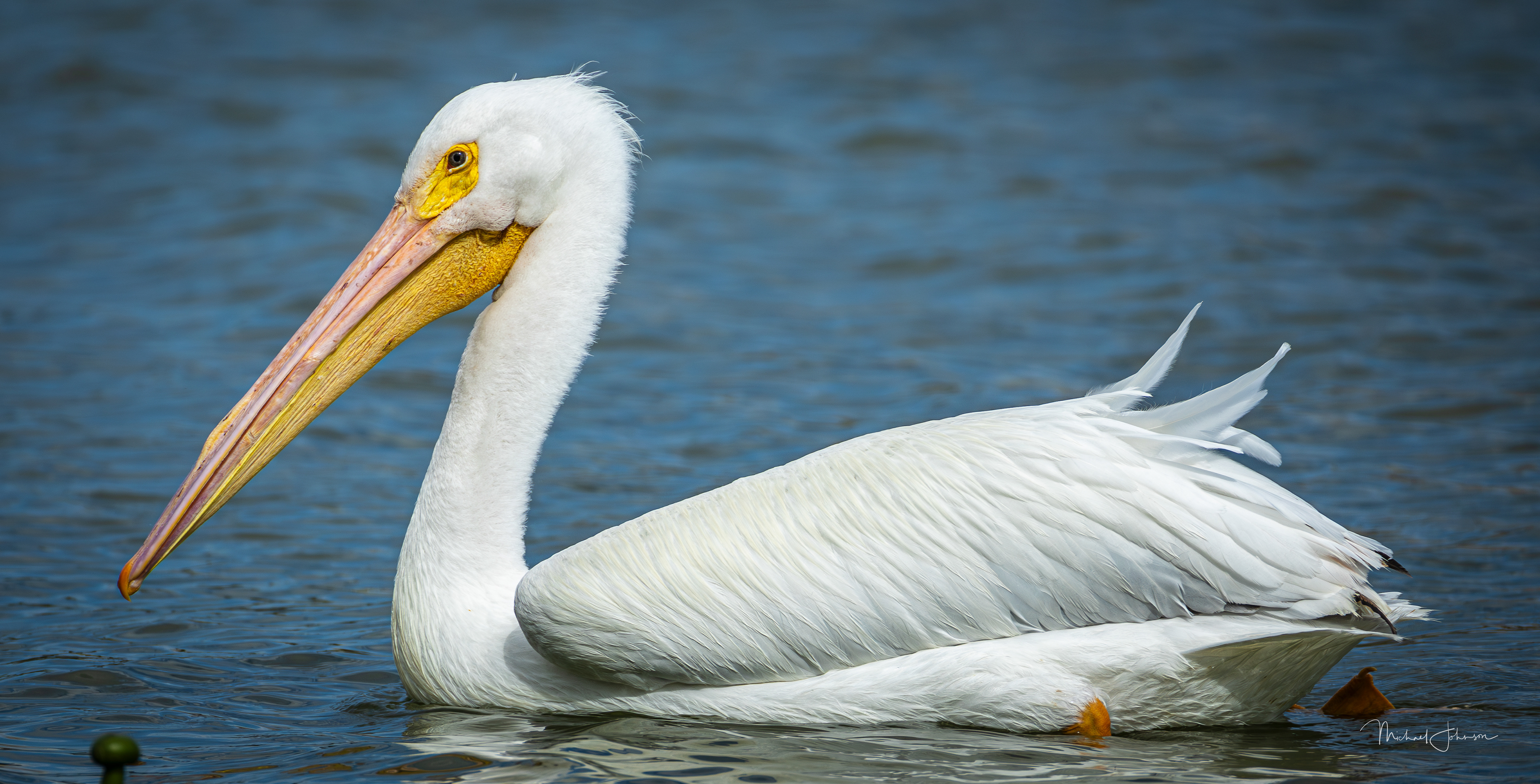 White Pelican