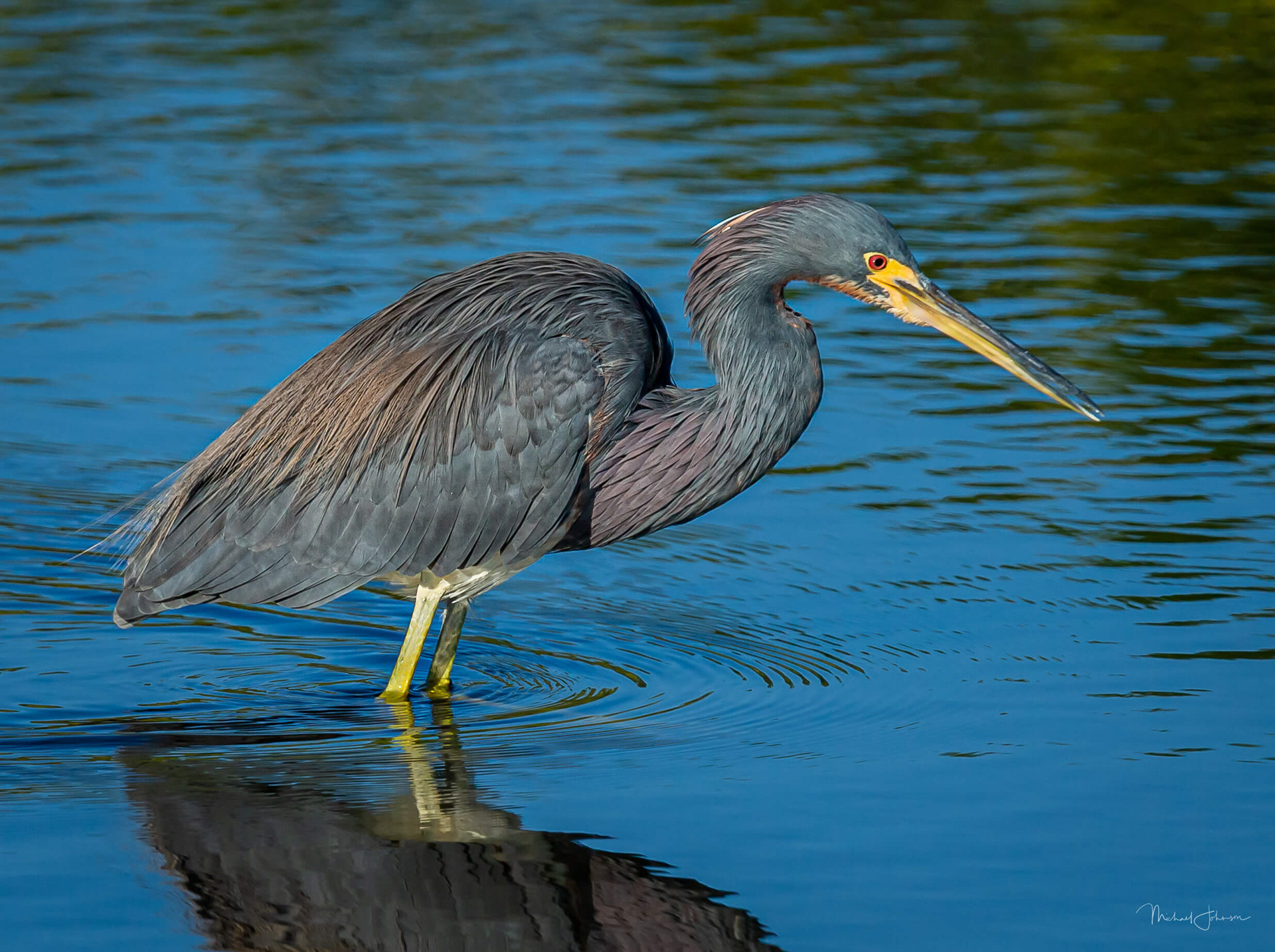Tricolored Heron