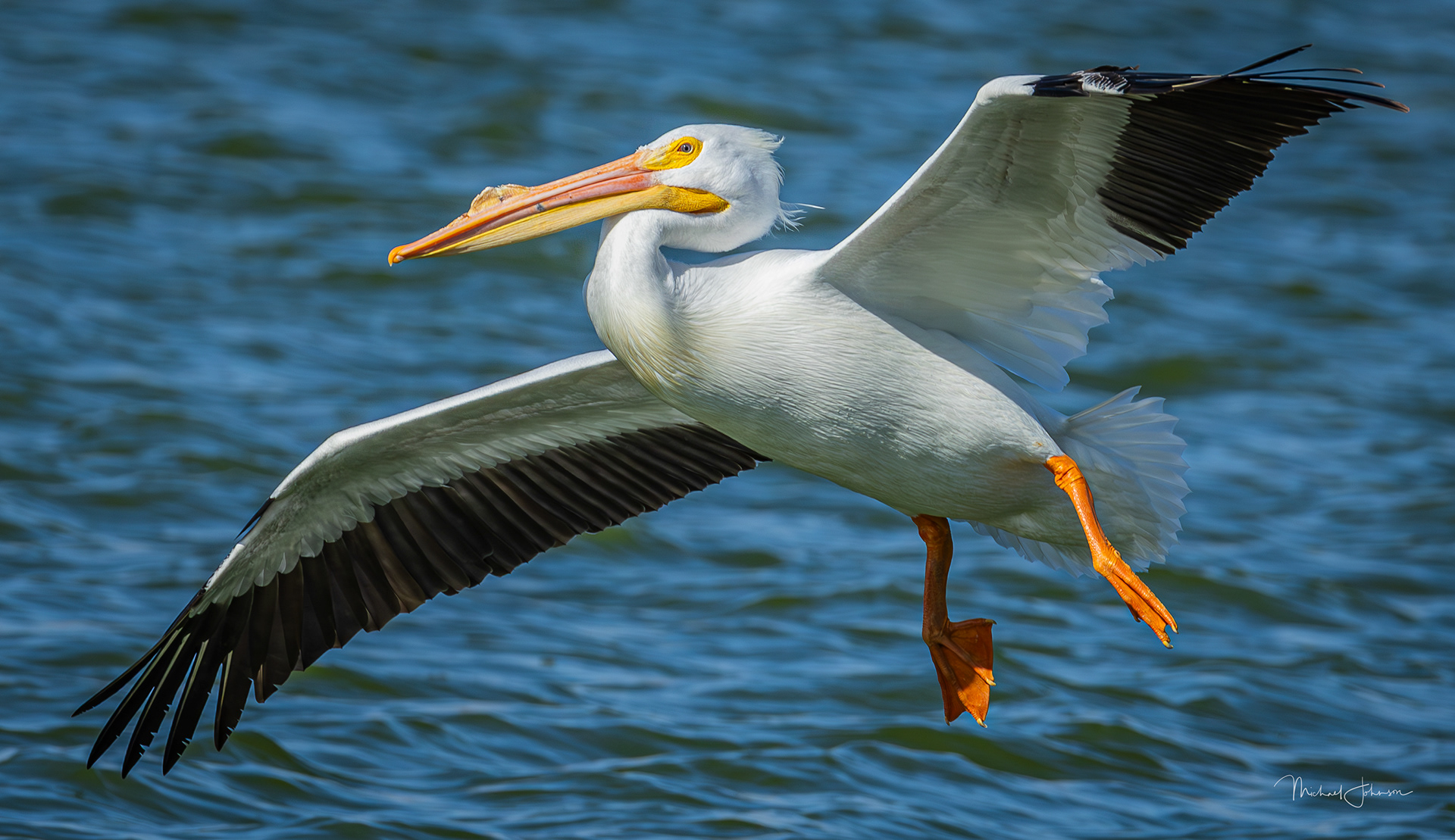 White Pelican