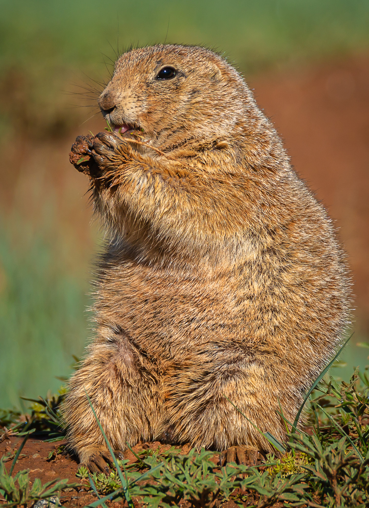 Prairie Dog