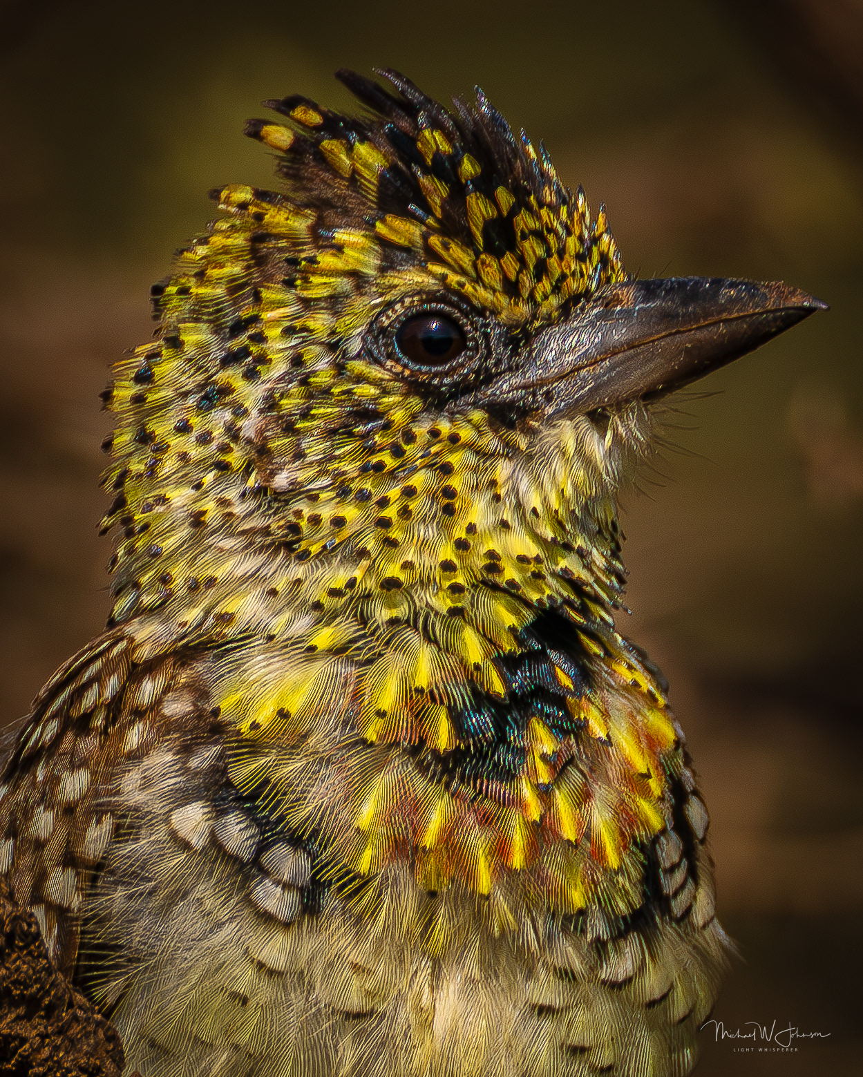 D'Arnaud's Barbet