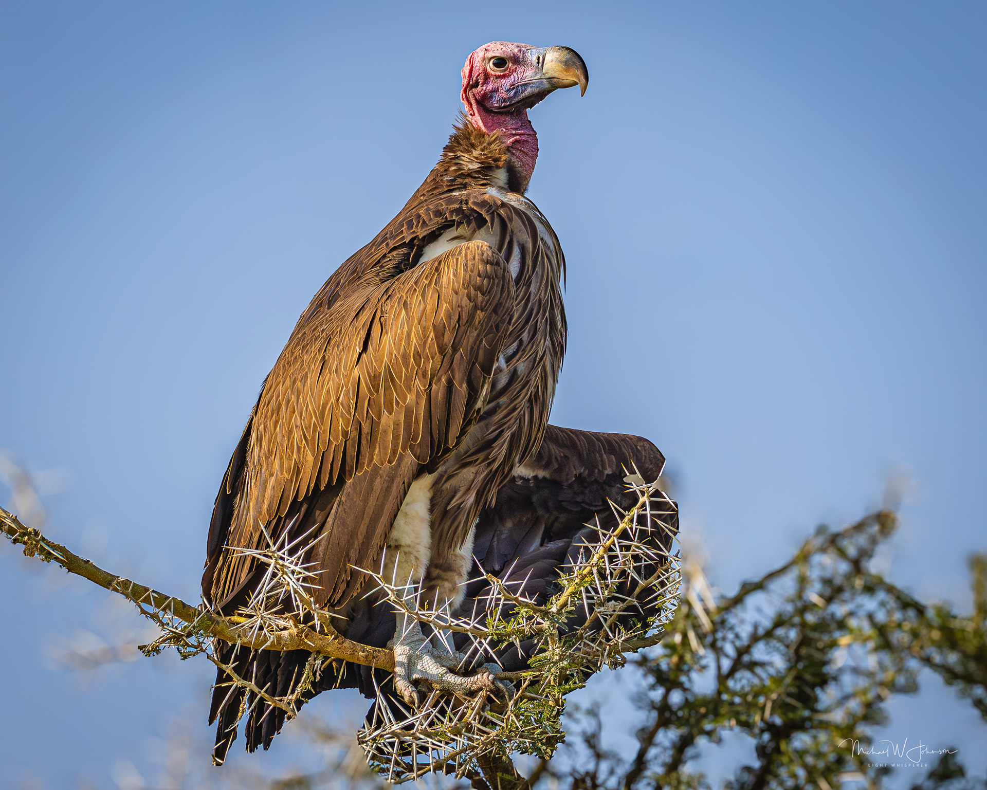 Lappet-faced Vulture