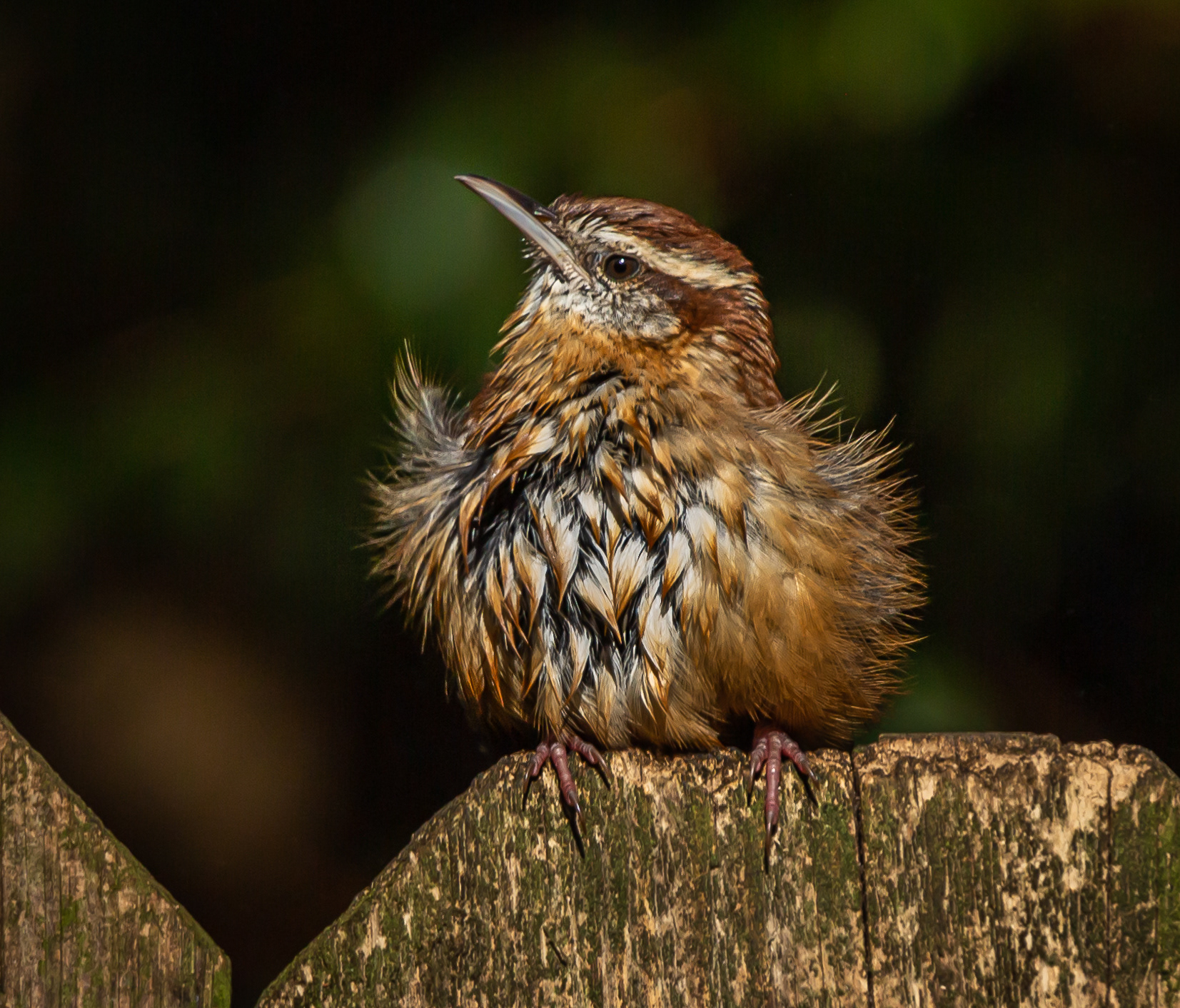 Carolina Wren