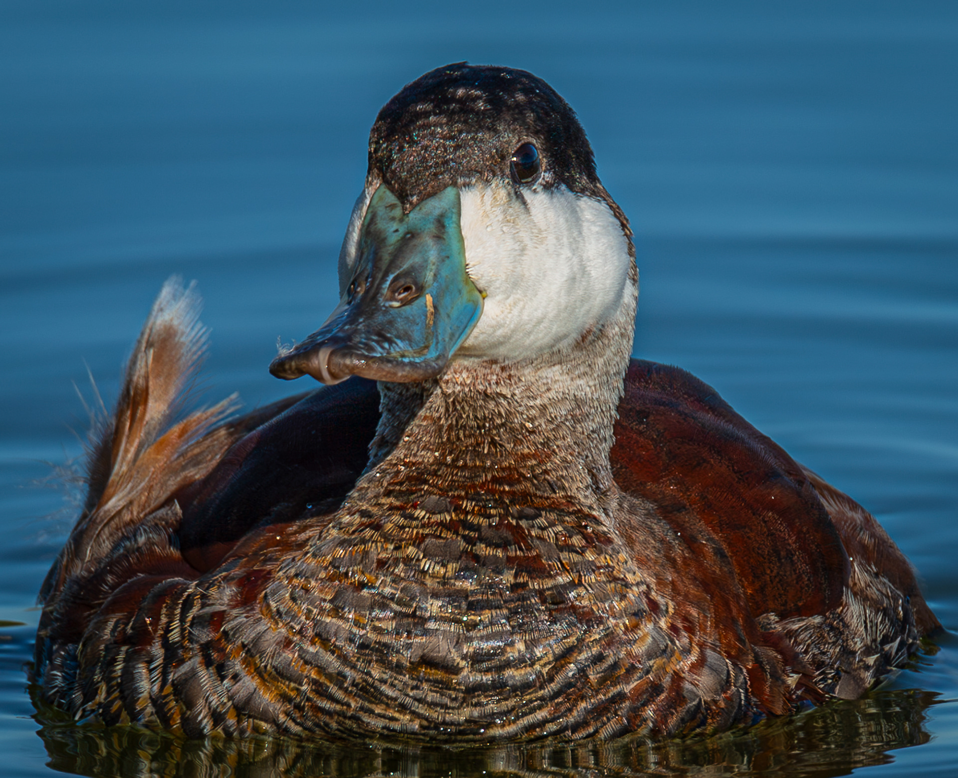 Ruddy Duck