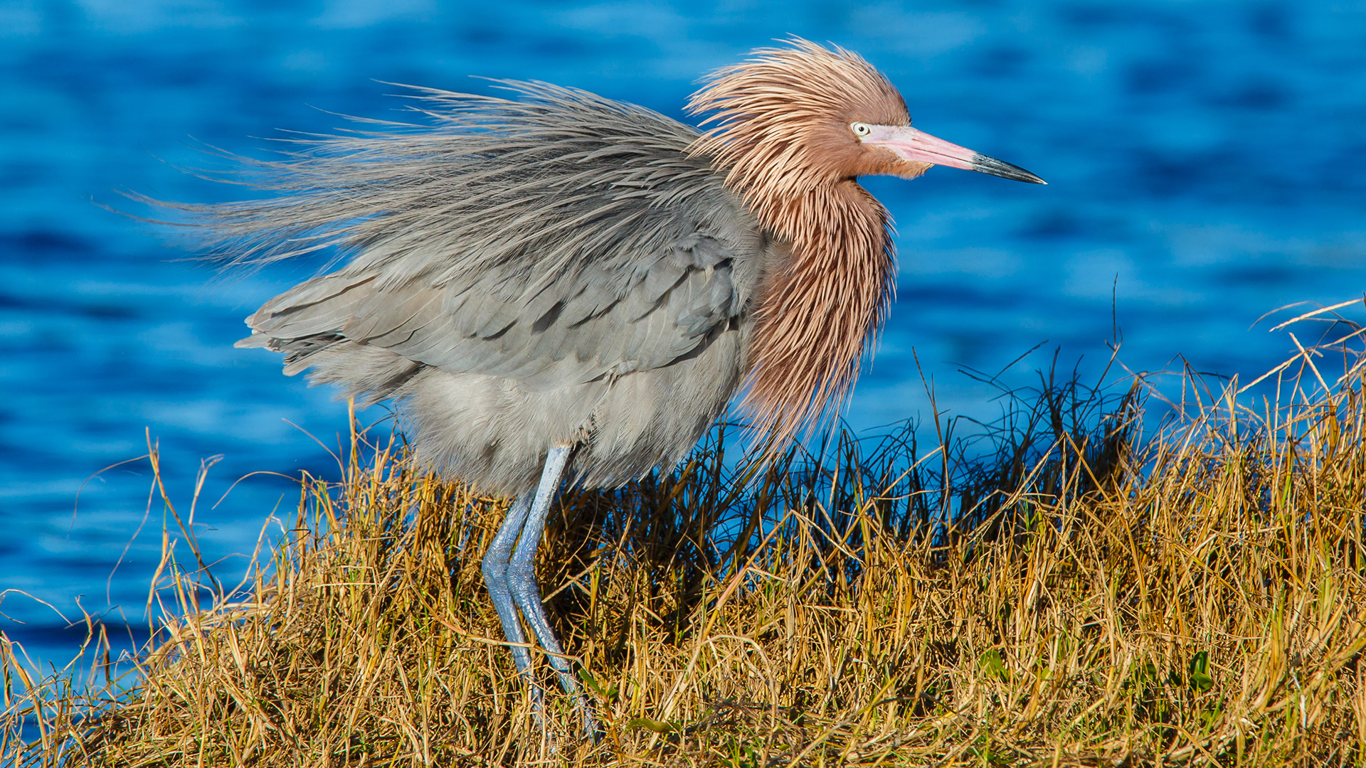 Reddish Egret