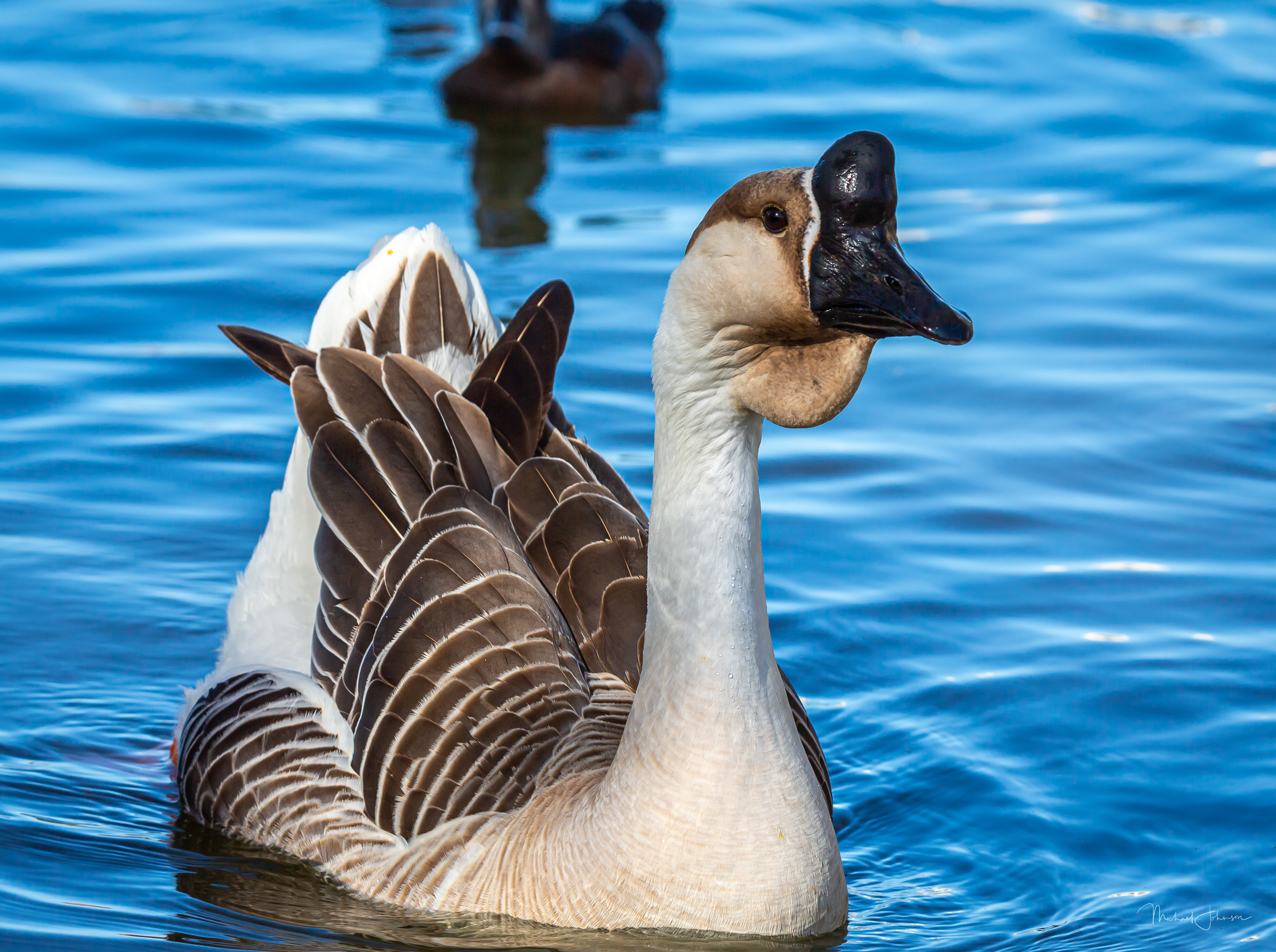White Emden Goose