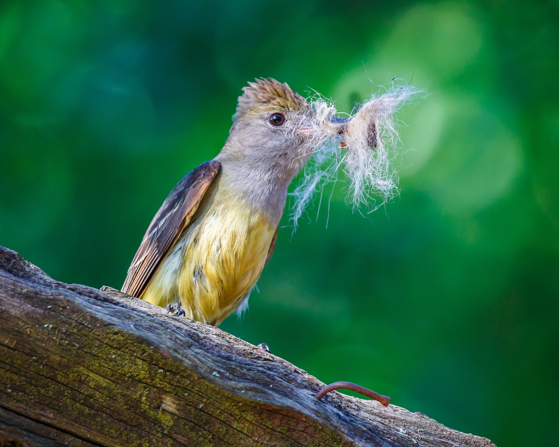 Great Crested Flycatcher