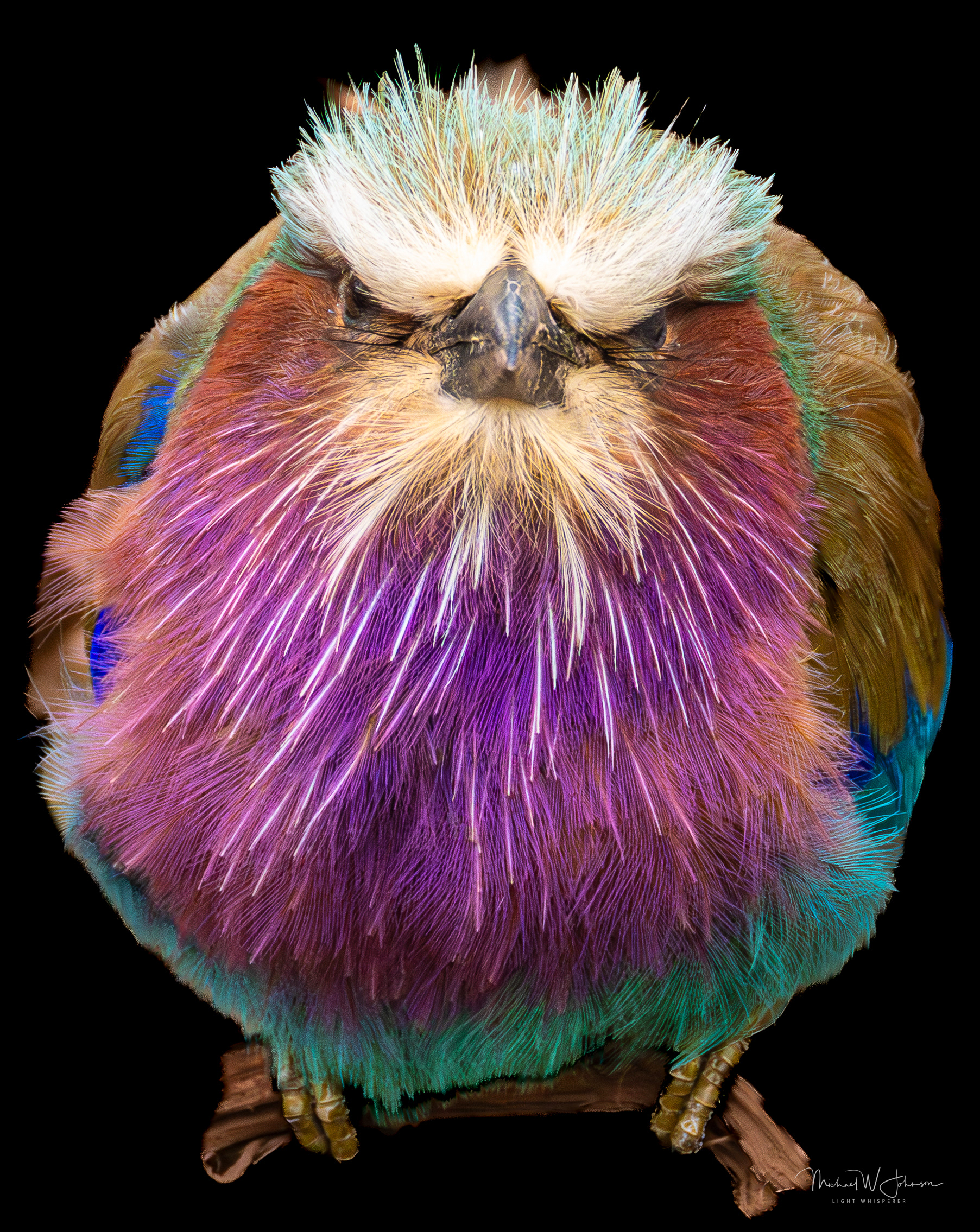 Lilac-breasted Roller