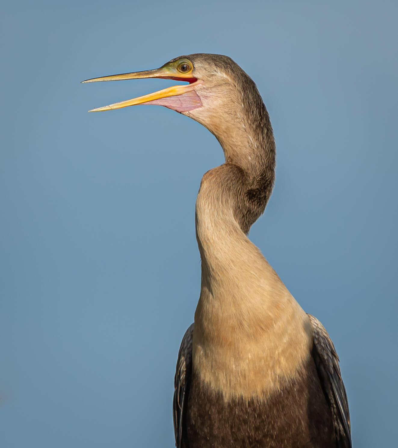 Anhinga