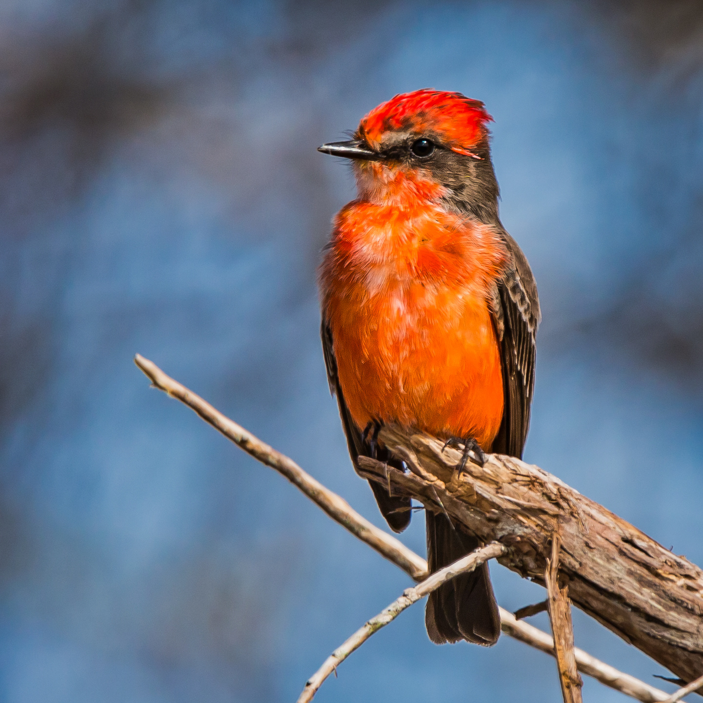 Vermilion Flycatcher