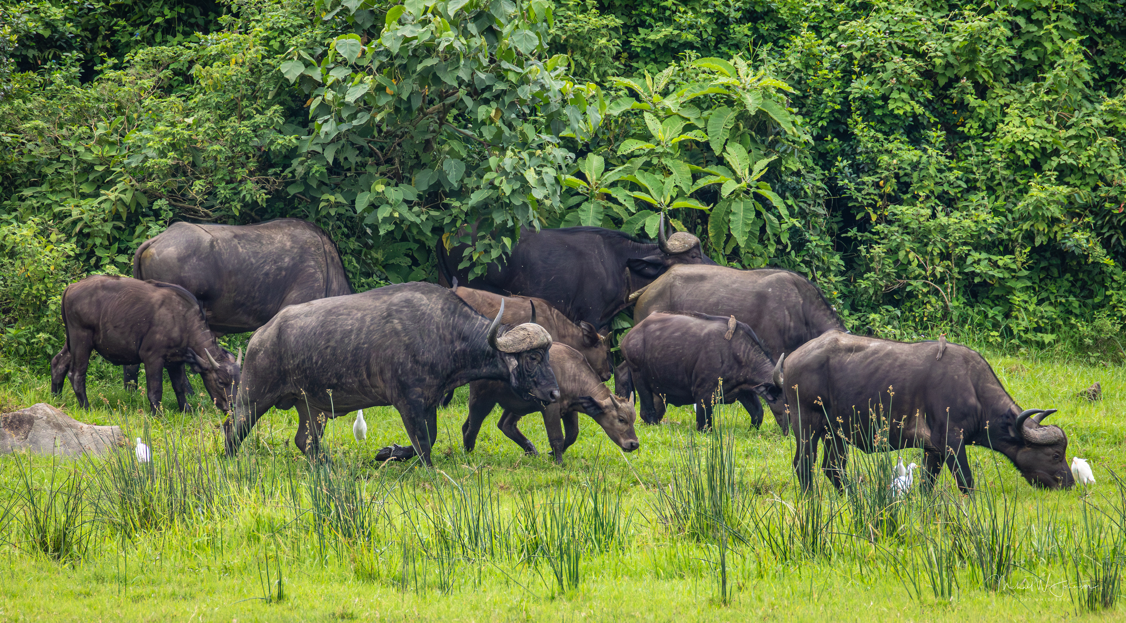 Cape Buffalo