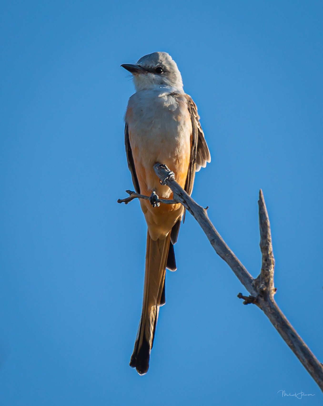 Scissor-tailed Flycatcher